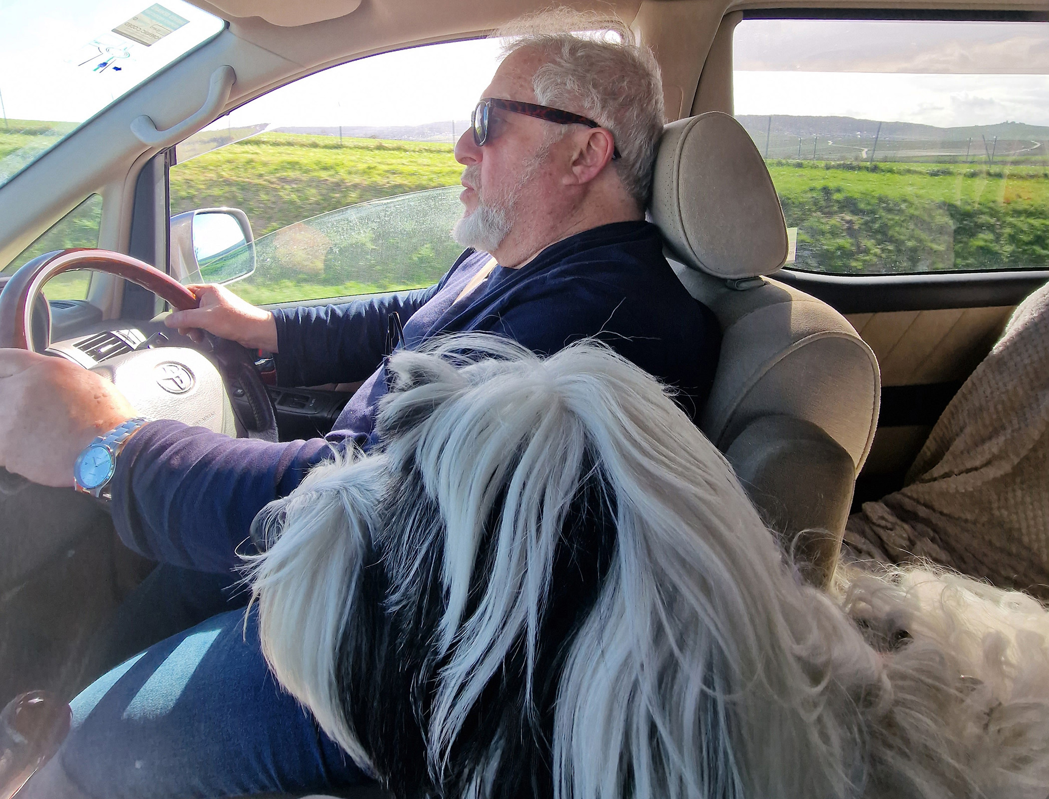 After All: Herons - not drones - above the motorways