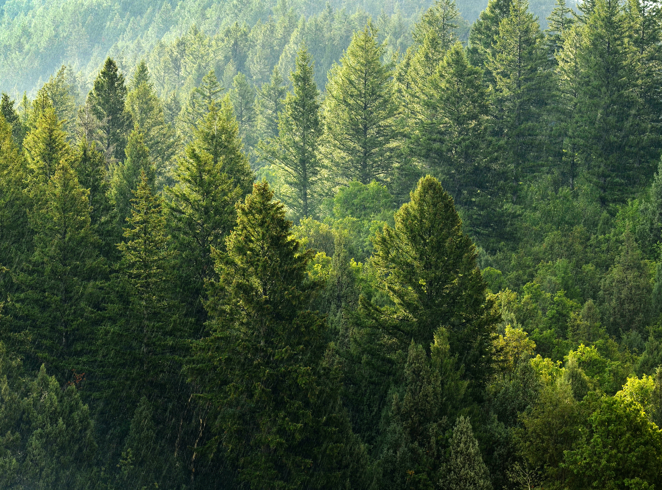 Neural network estimates forest height using satellite imagery