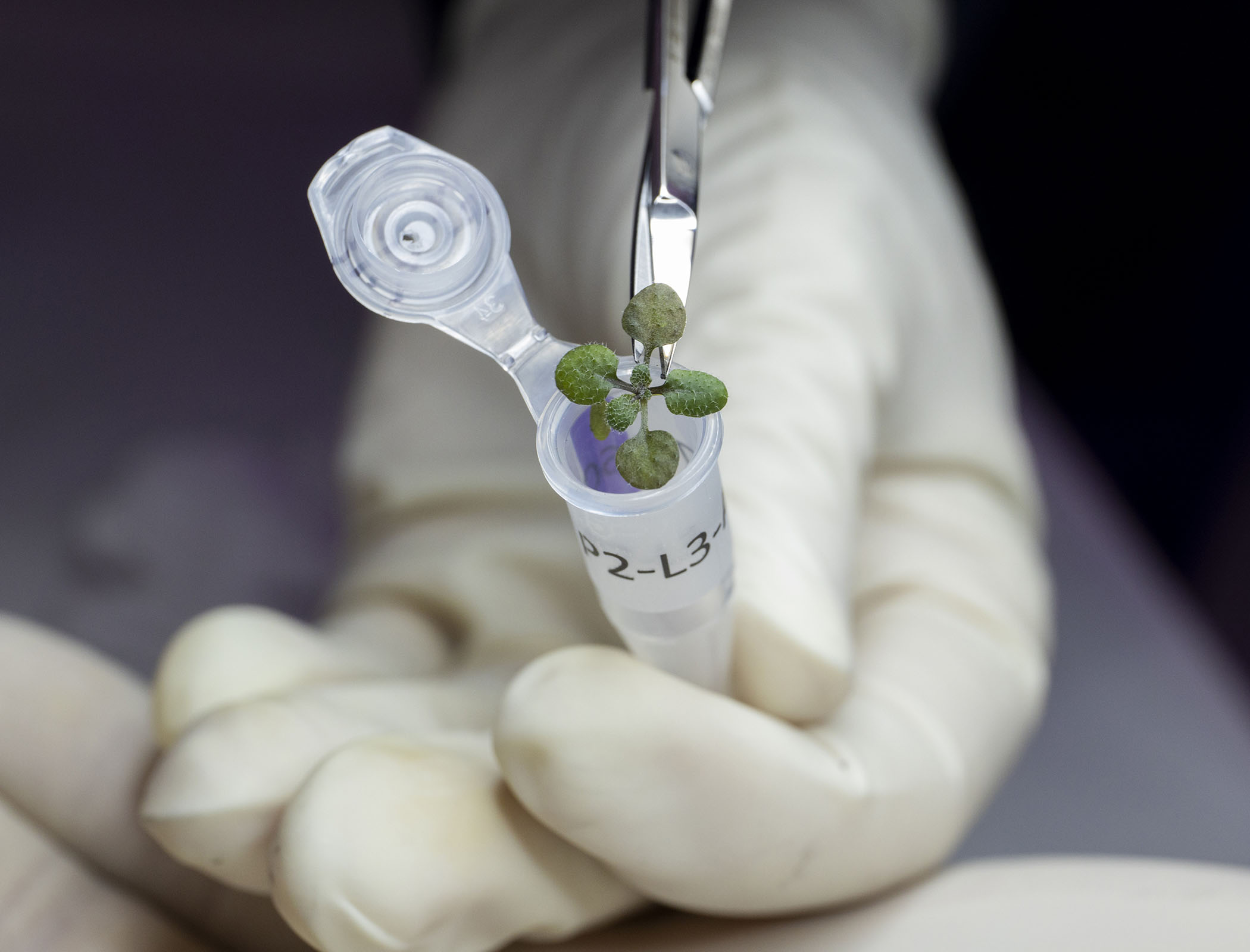 Scientists grow plants in lunar soil for the first time