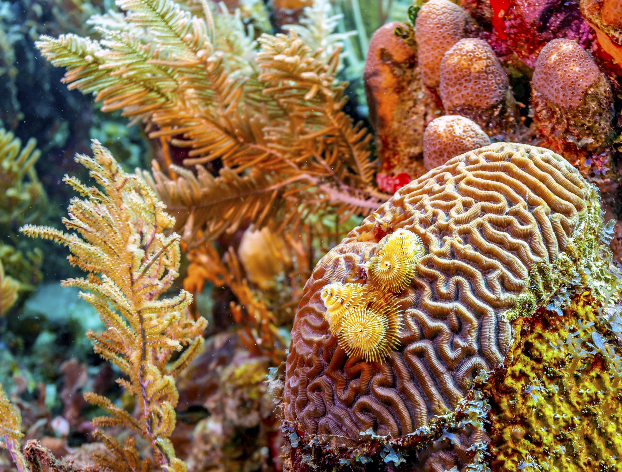 Researchers use dental scanner to study coral growth