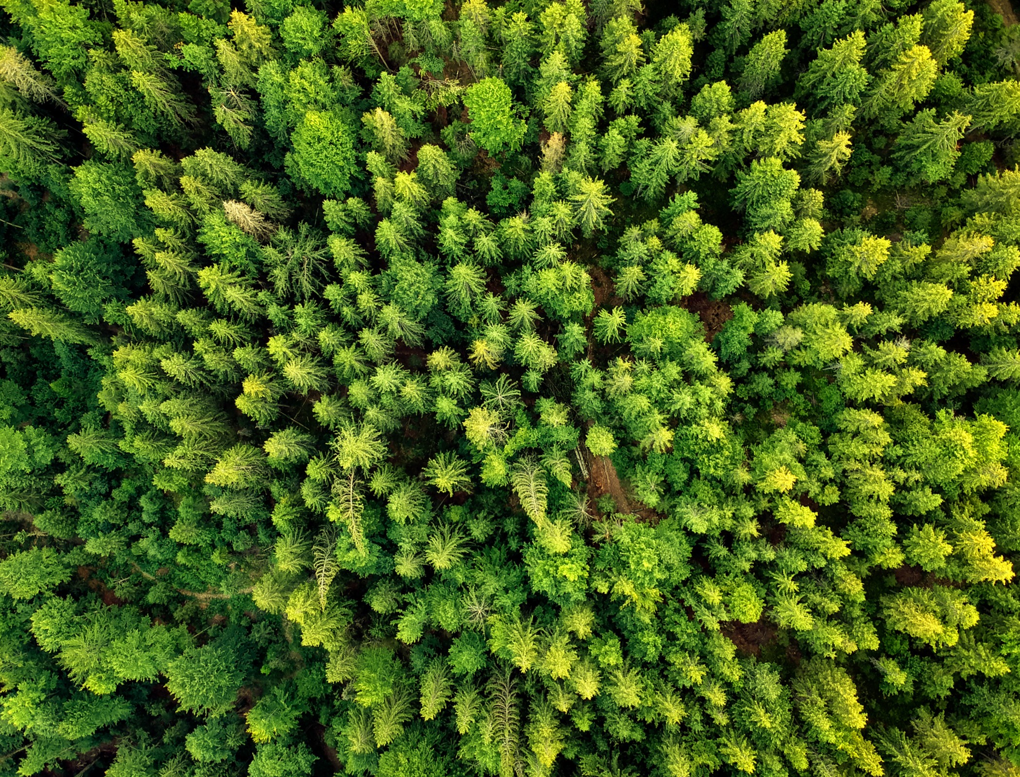 ‘Ultra-early’ wildfire detection network installed in Spanish forests