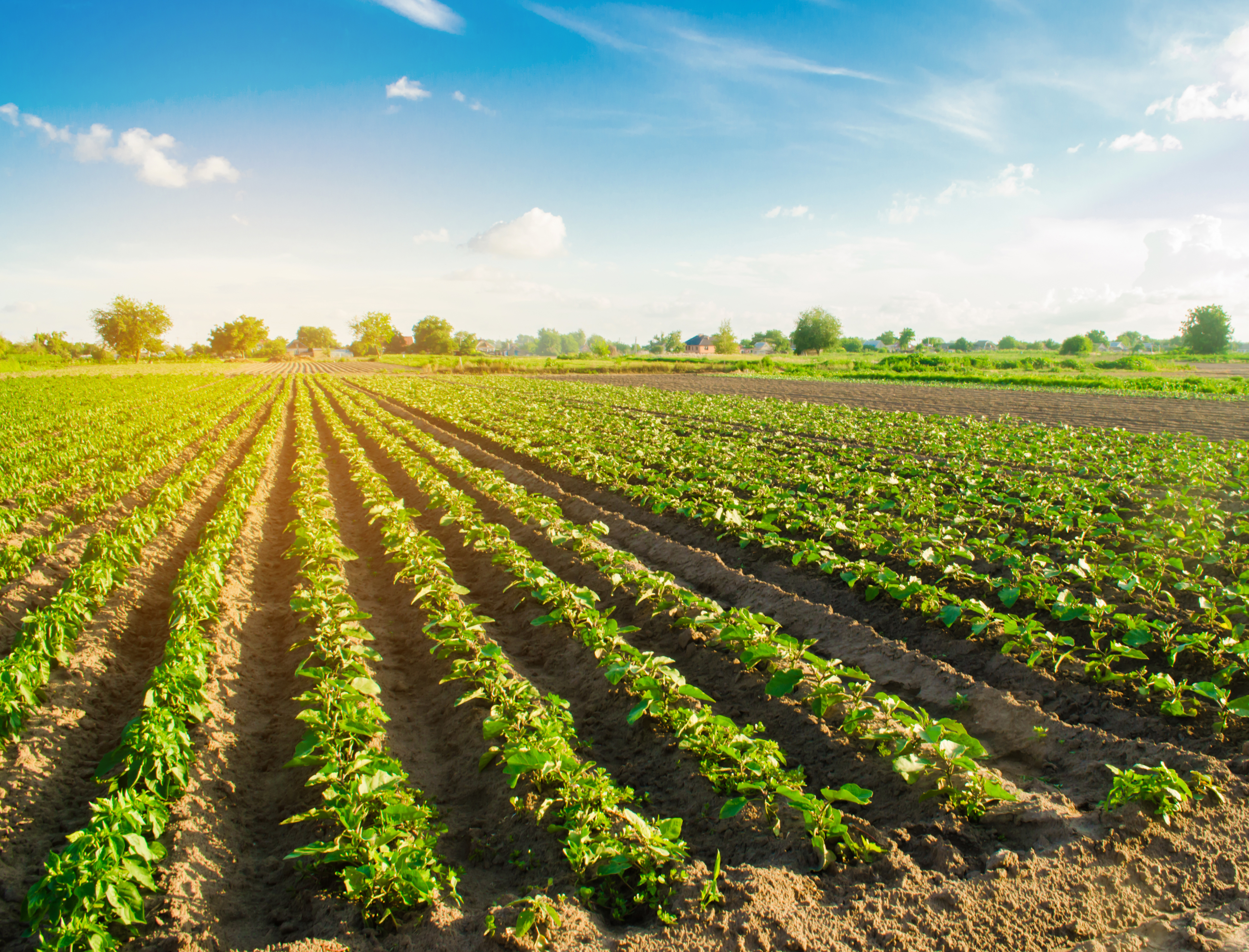 Compostable crop sensors aiming to keep fields green