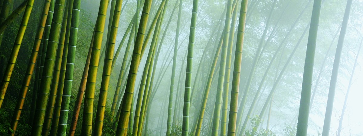 Bamboo inspires new approach for rechargeable battery boost
