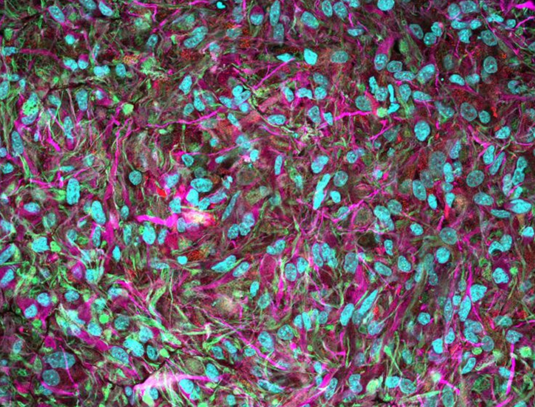 ‘Biocomputers’ could be developed within our lifetime, scientists say
