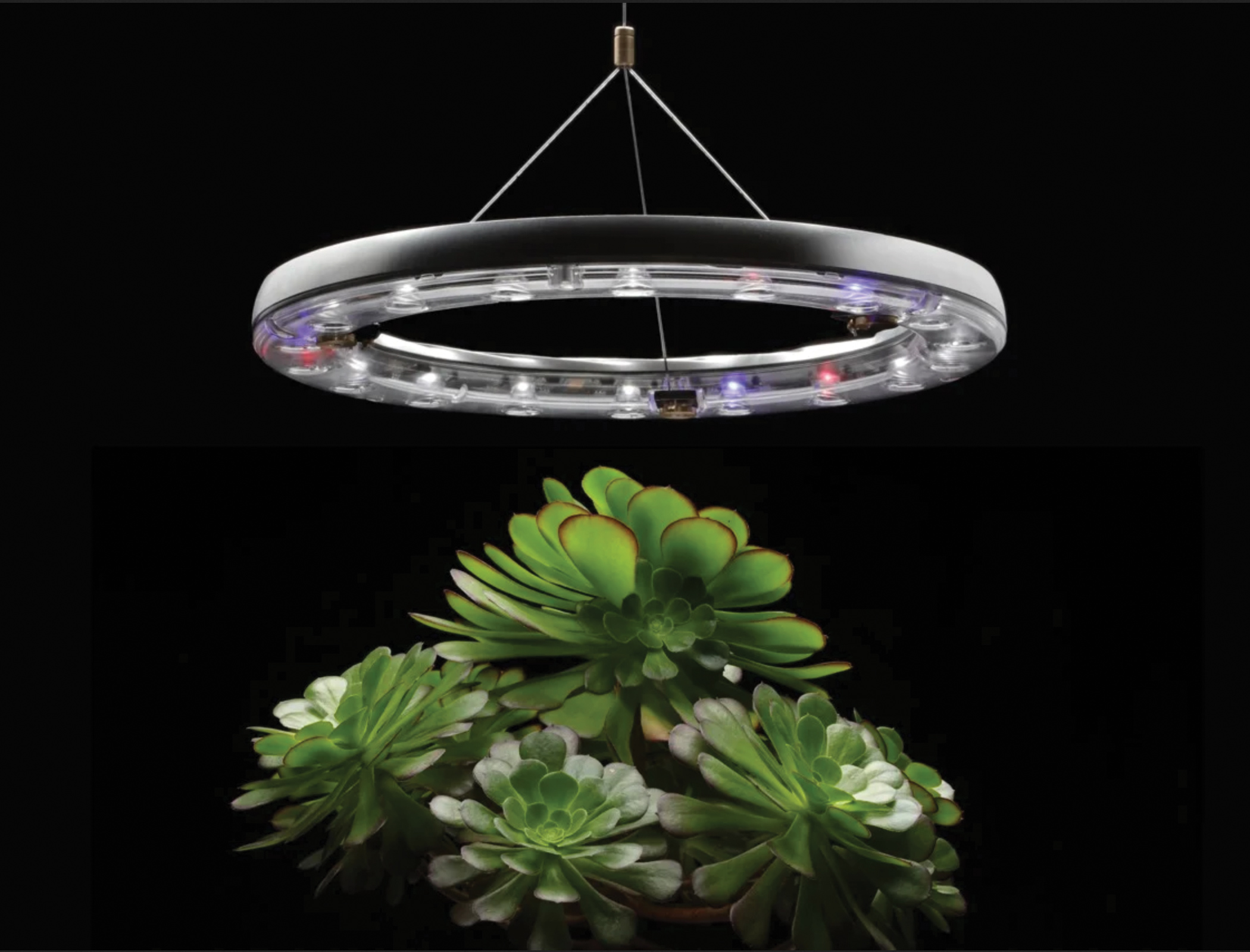 Bizarre Tech: FishCare Mini, Owl Robot and Cura Light