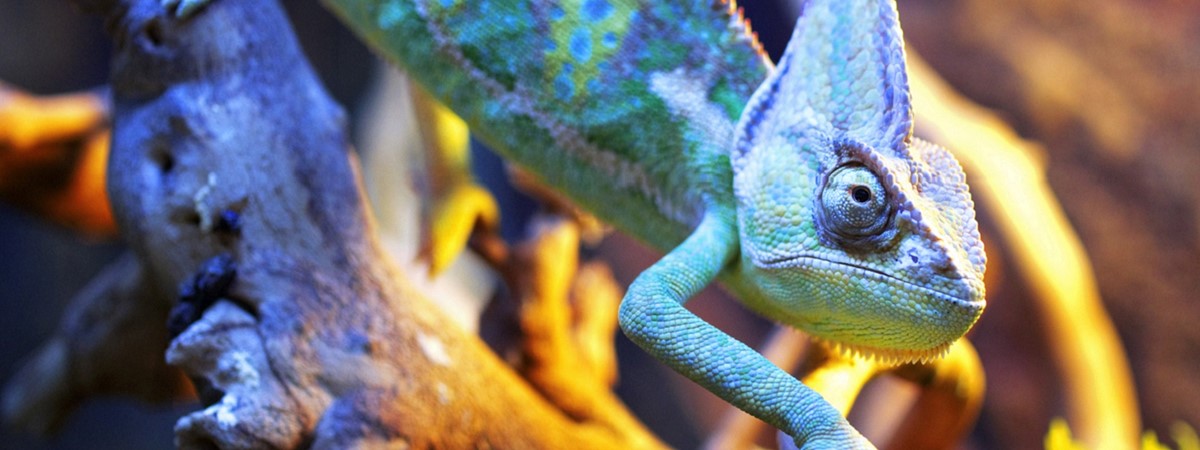 Chameleon-inspired robot mimics its surroundings