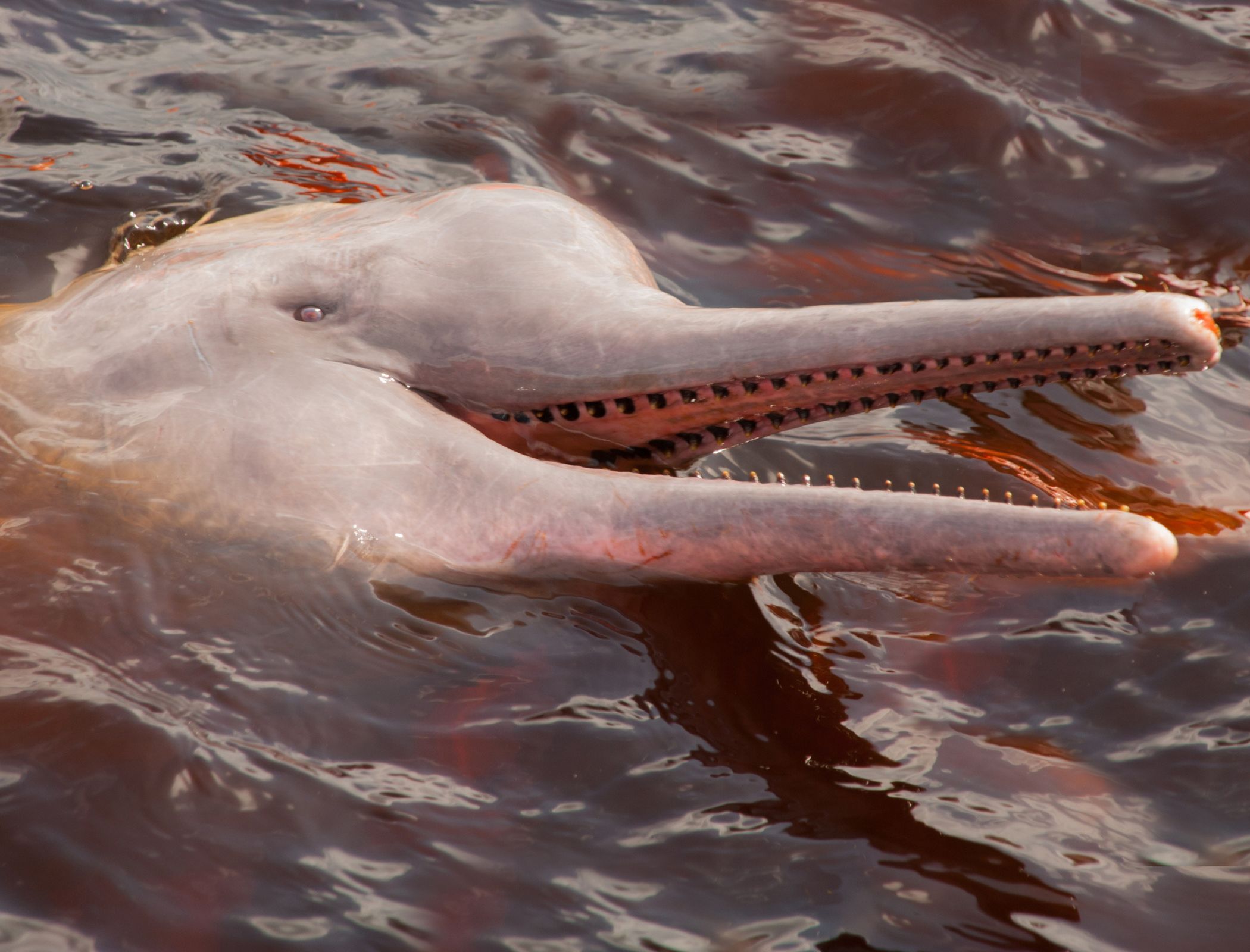 Amazon dolphin numbers threatened by proposed dams and dredging