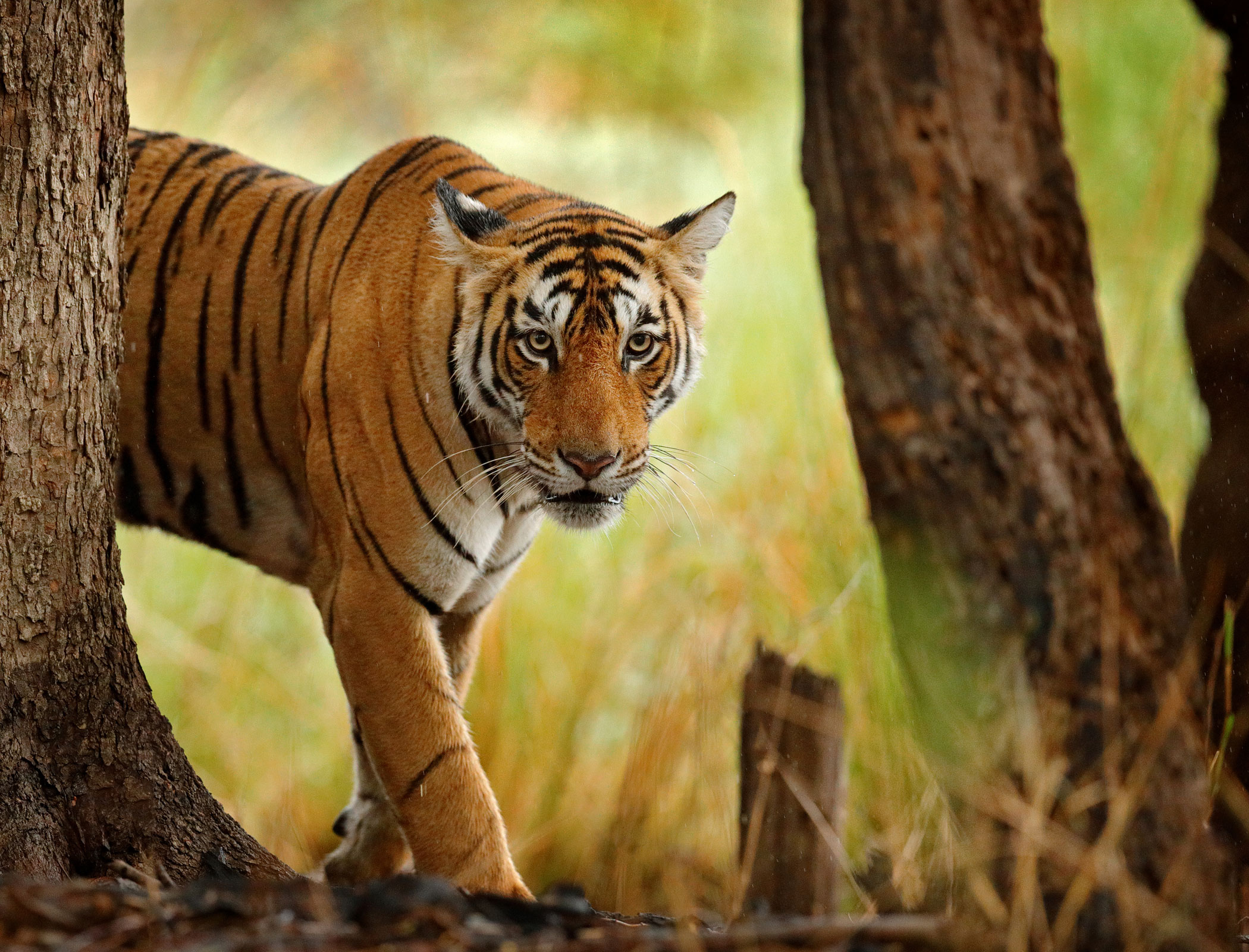 View from India: Hunt for solutions to save the tiger