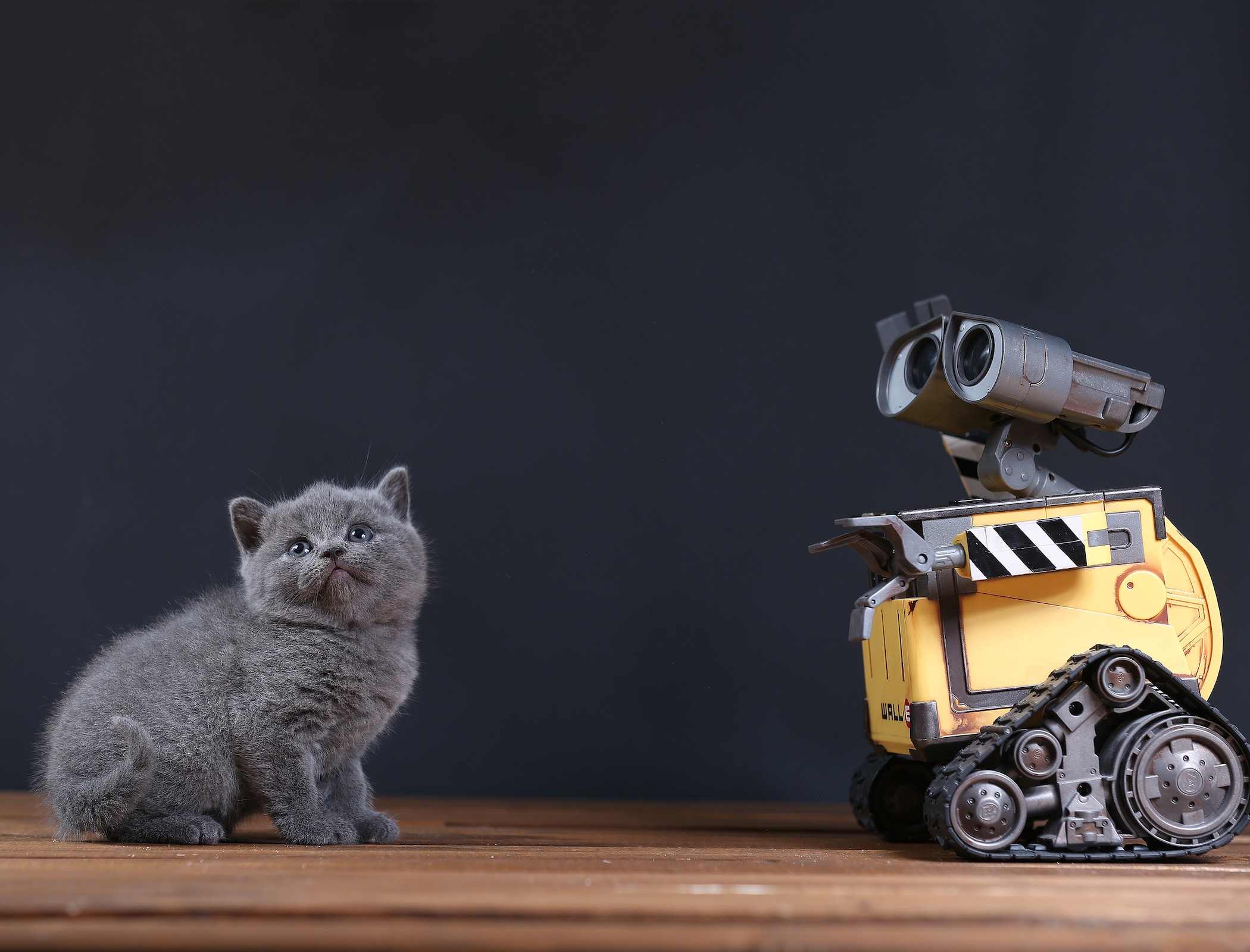 Robotic pets can improve memory care, according to research