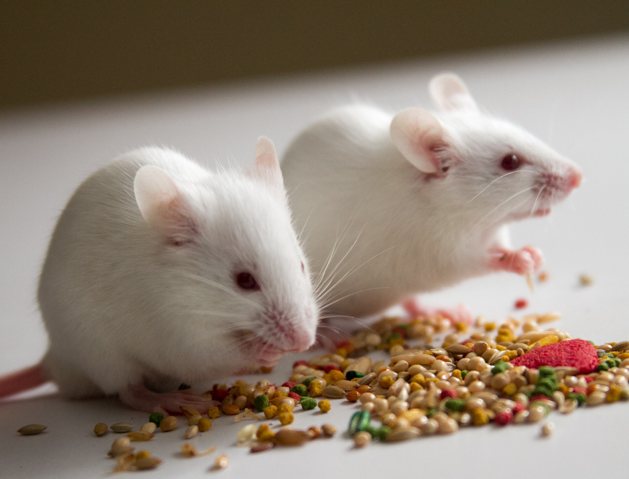 AI tool can see into the brain of moving mice