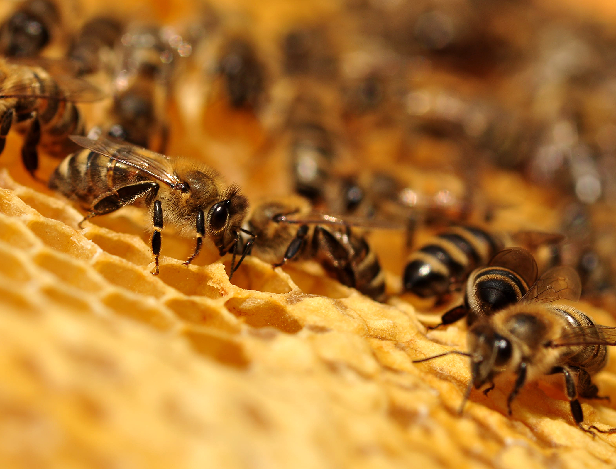 Bees' ‘waggle dance’ inspires robot communication in disaster zones
