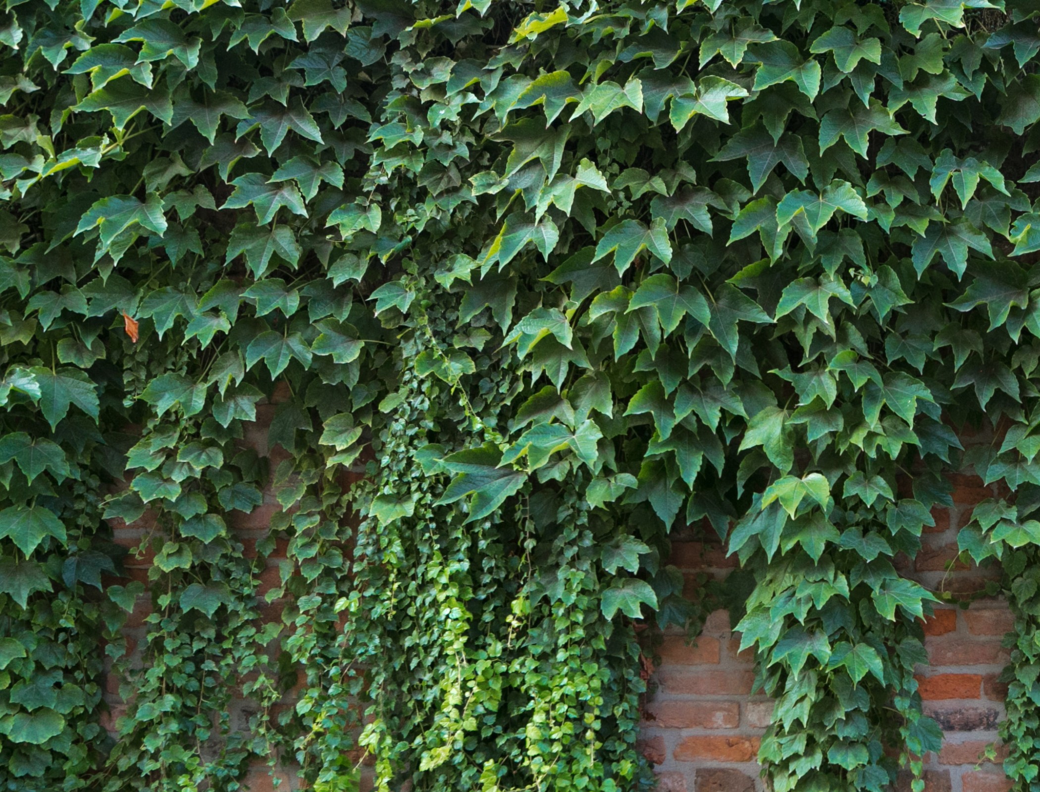 Plant matter could produce more green energy, researchers say