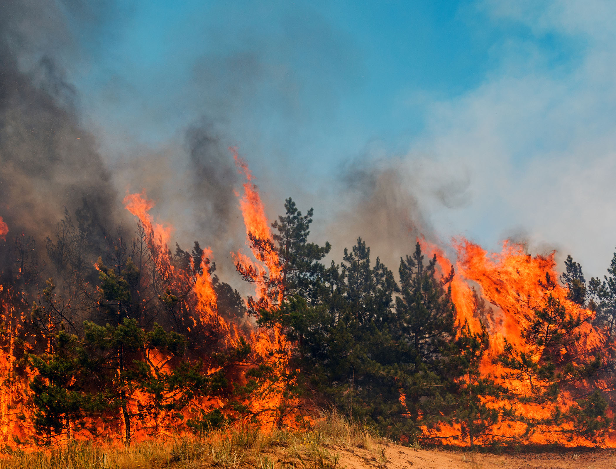 Escalating boreal forest fires point to carbon ‘time bomb’, scientists warn