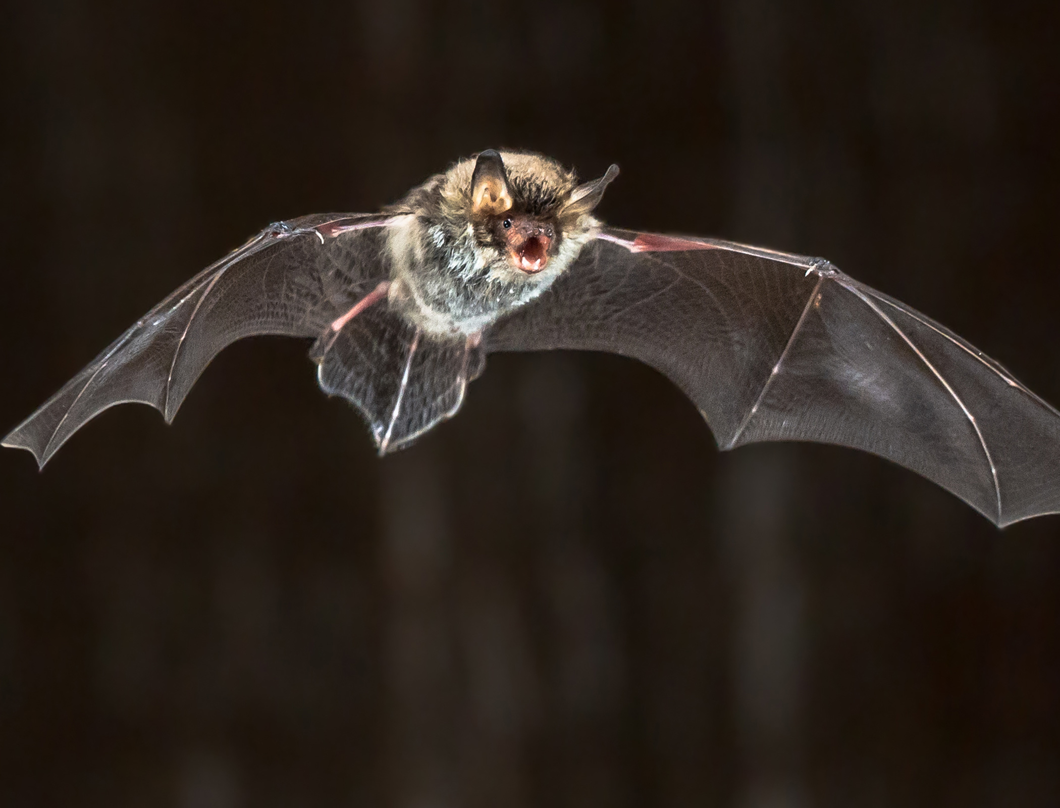 Detrimental effect of wind turbines on bats revealed by ultrasonic detection