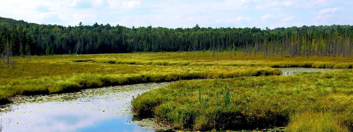 Riverside wetlands stop nitrates and fertilisers seeping into waterways
