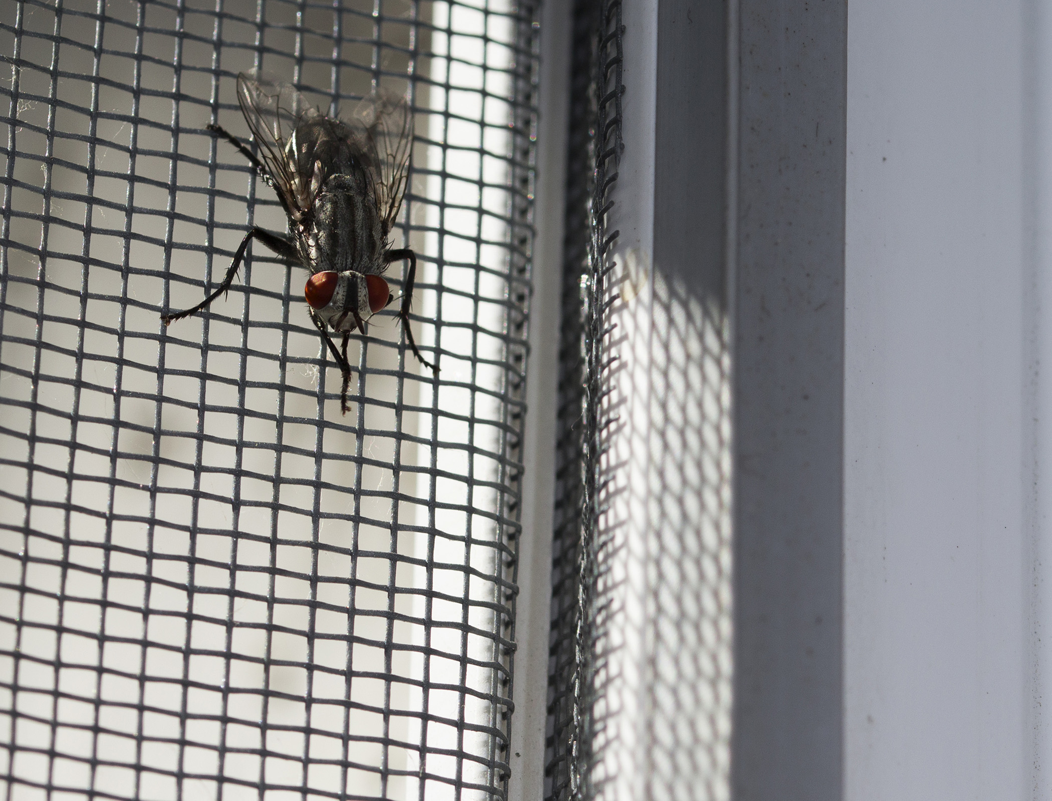 Bug-sized robots given ability to self-repair their wings after damage