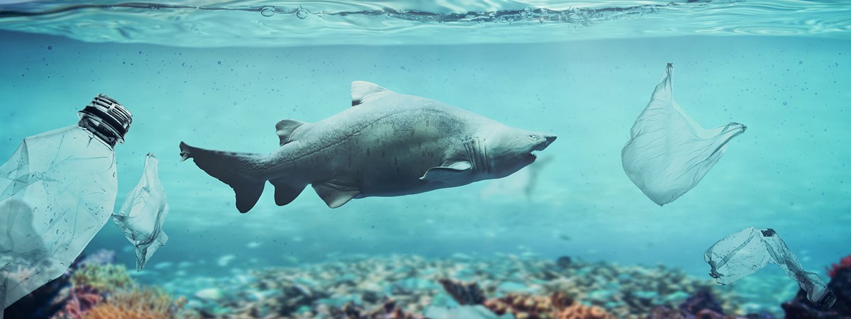 Plastic accumulation in seafood increases risk of dangerous bacteria