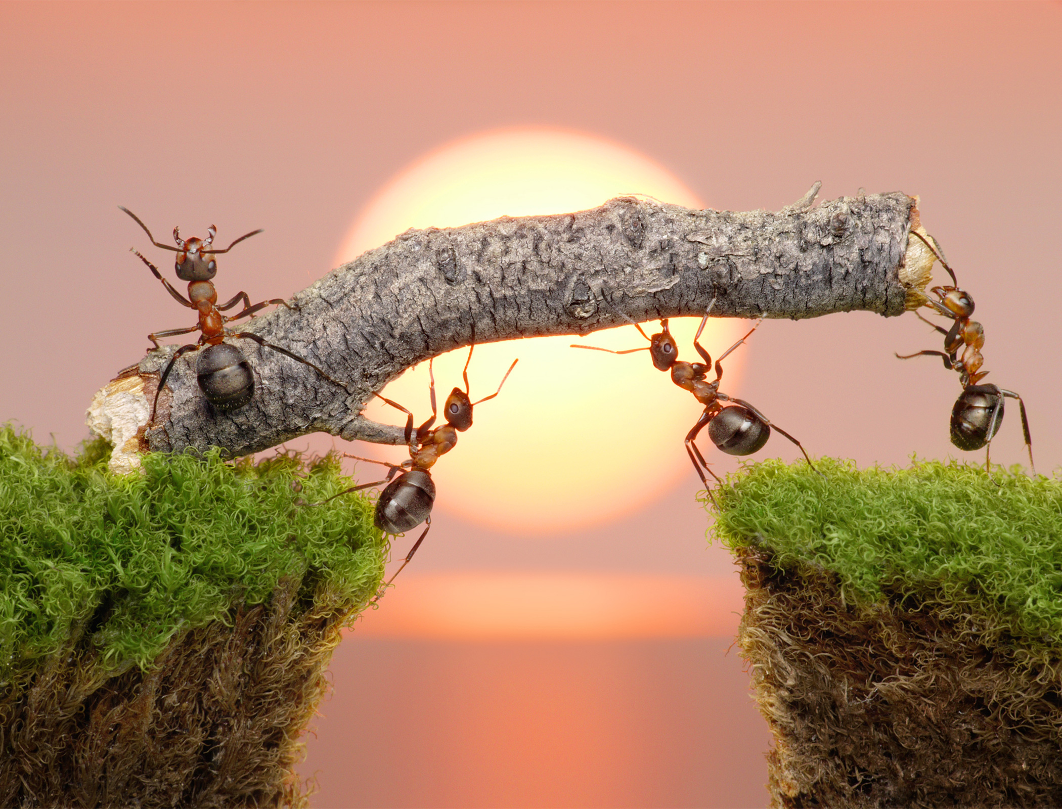 Tiny robot helps discover learning process of ants