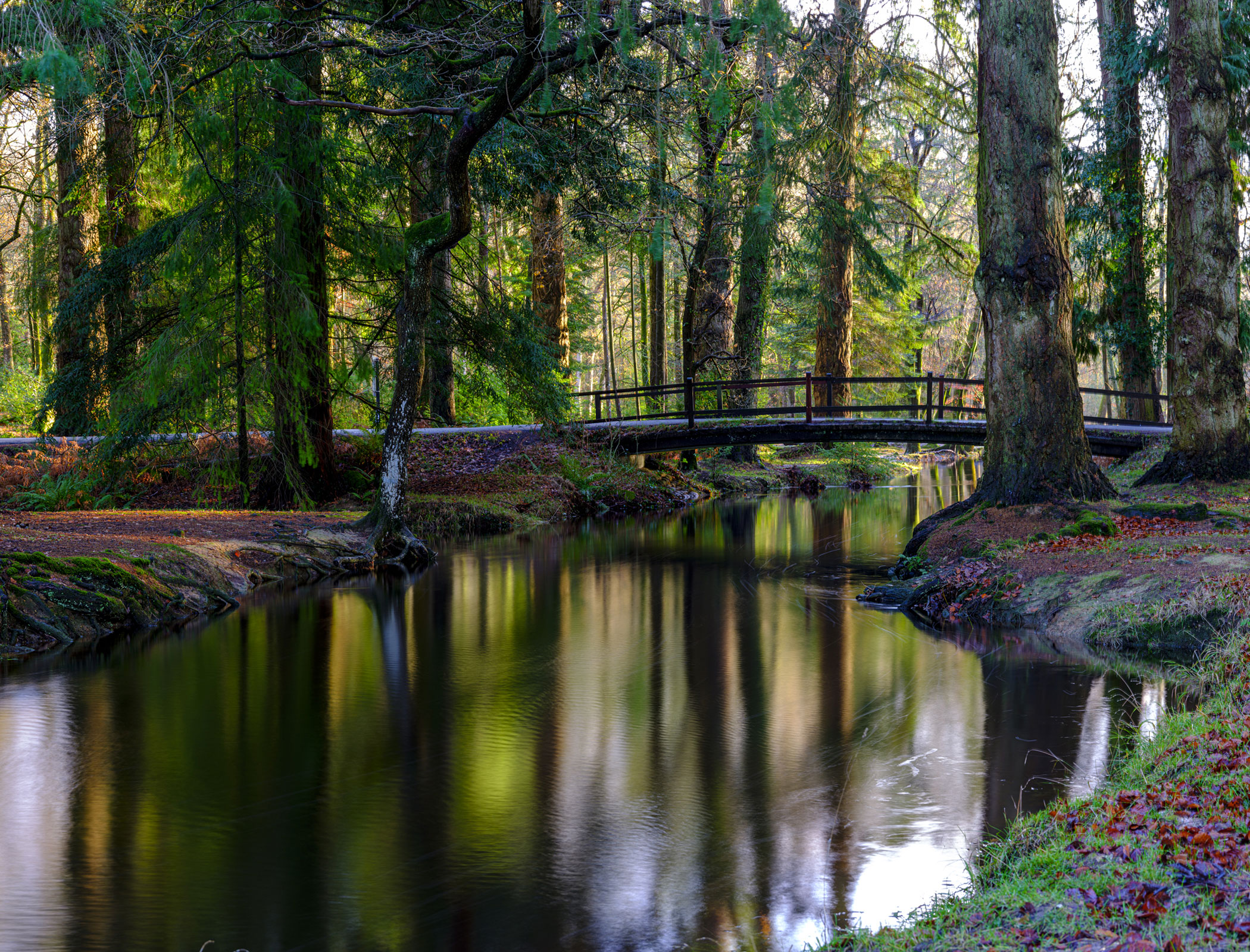 Charity calls out ‘scandalous’ sewage discharge into New Forest National Park
