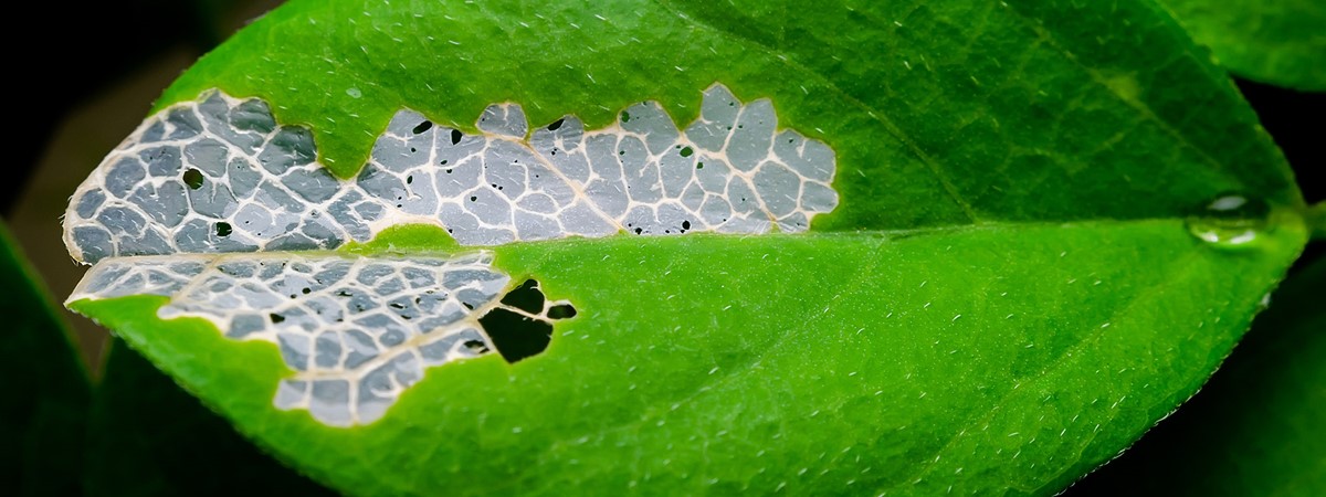 Wearable patch for plants monitors diseases and damage in near real-time