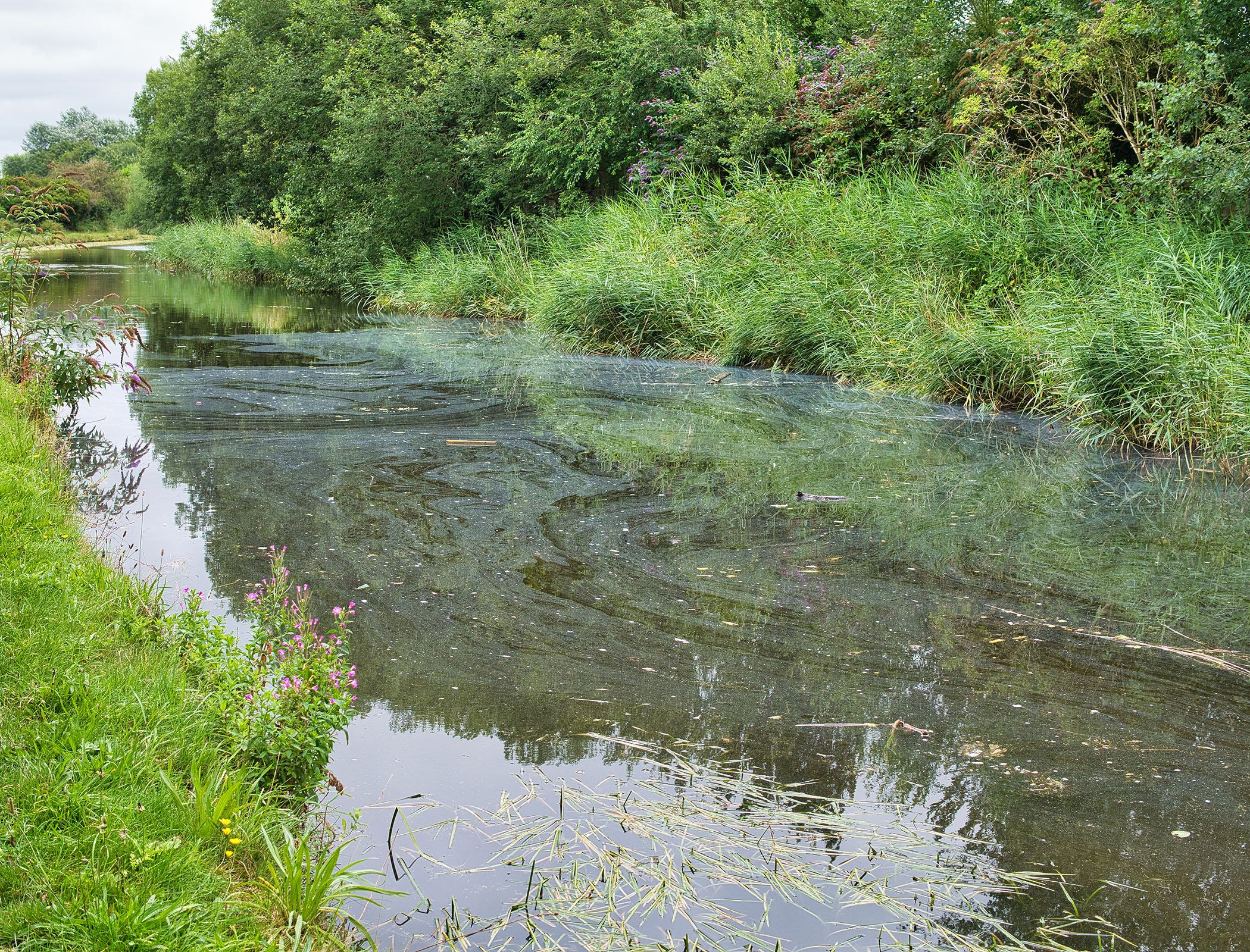 England’s waterways polluted with ‘chemical cocktails’ that poison wildlife
