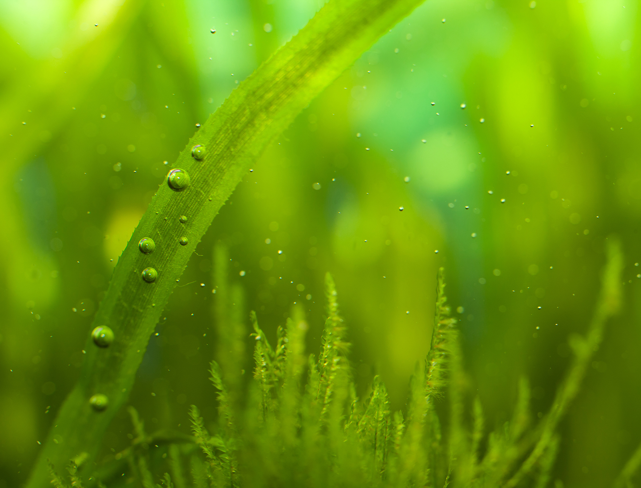 Microprocessor powered for six months with algae battery