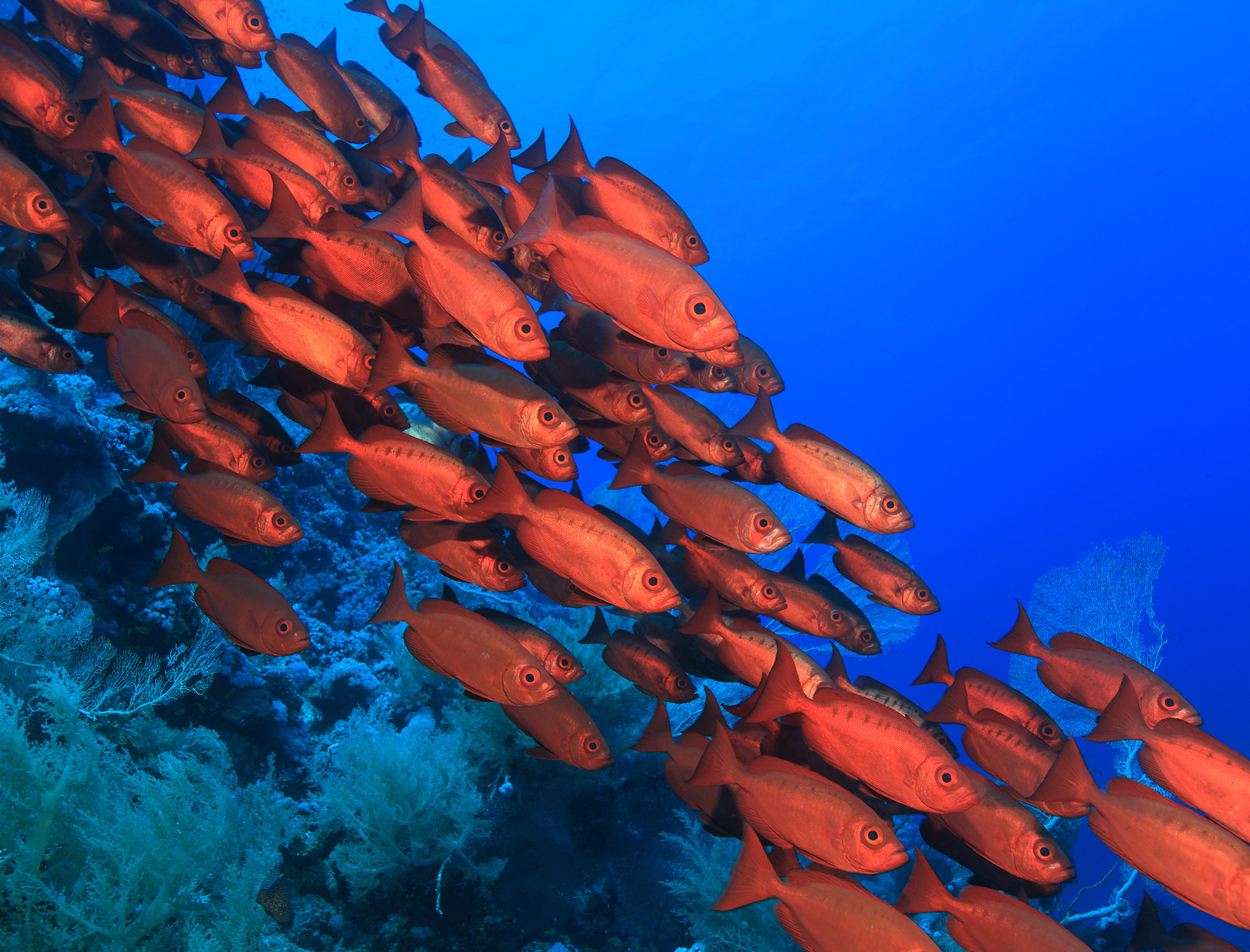 Biodegradable plastics shown to disrupt ocean life