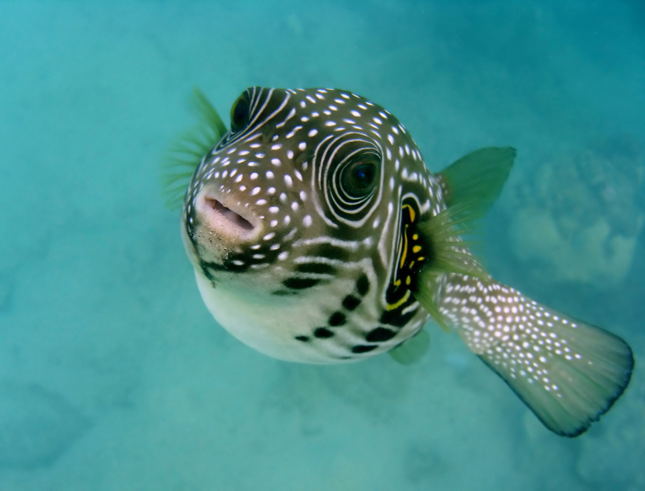 Novel robot fish could improve accessibility of underwater exploration