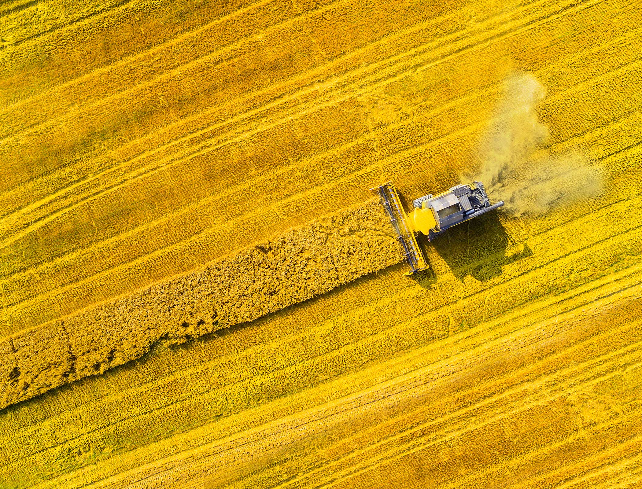 Cutting air pollution will improve yields of common crops, study finds