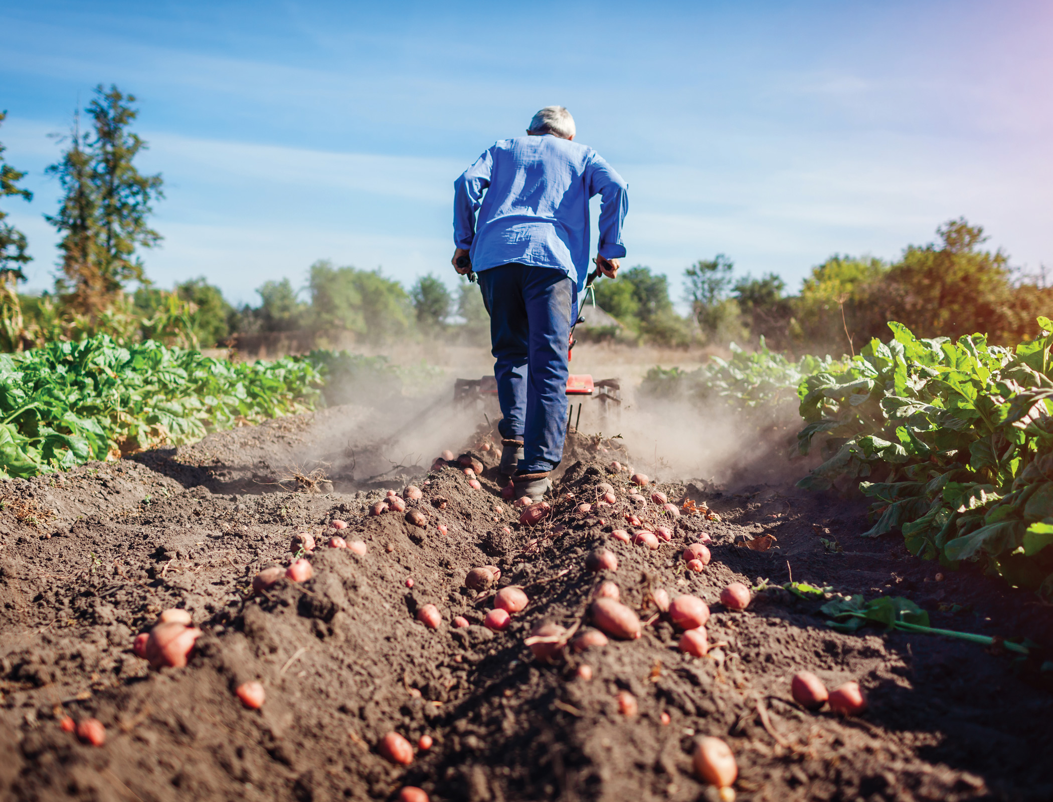 From rotting potatoes to nourishing prebiotics