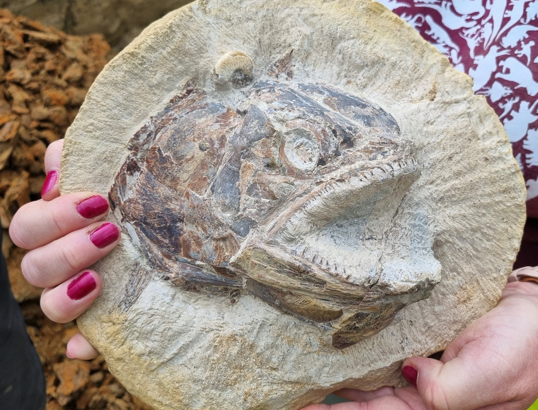 Jurassic marine world fossils unearthed in farmer’s field