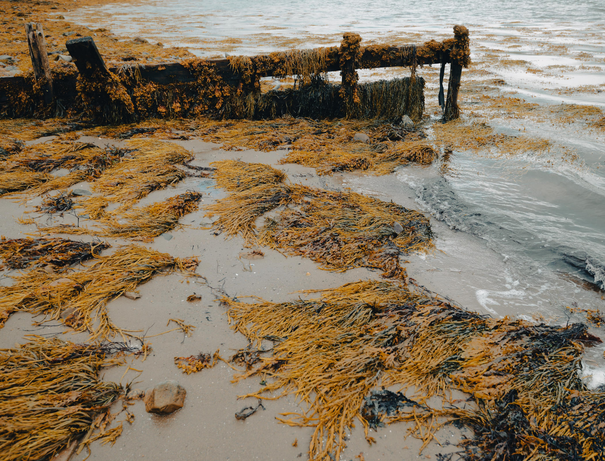 Scottish seaweed sparks idea to boost electric vehicle batteries