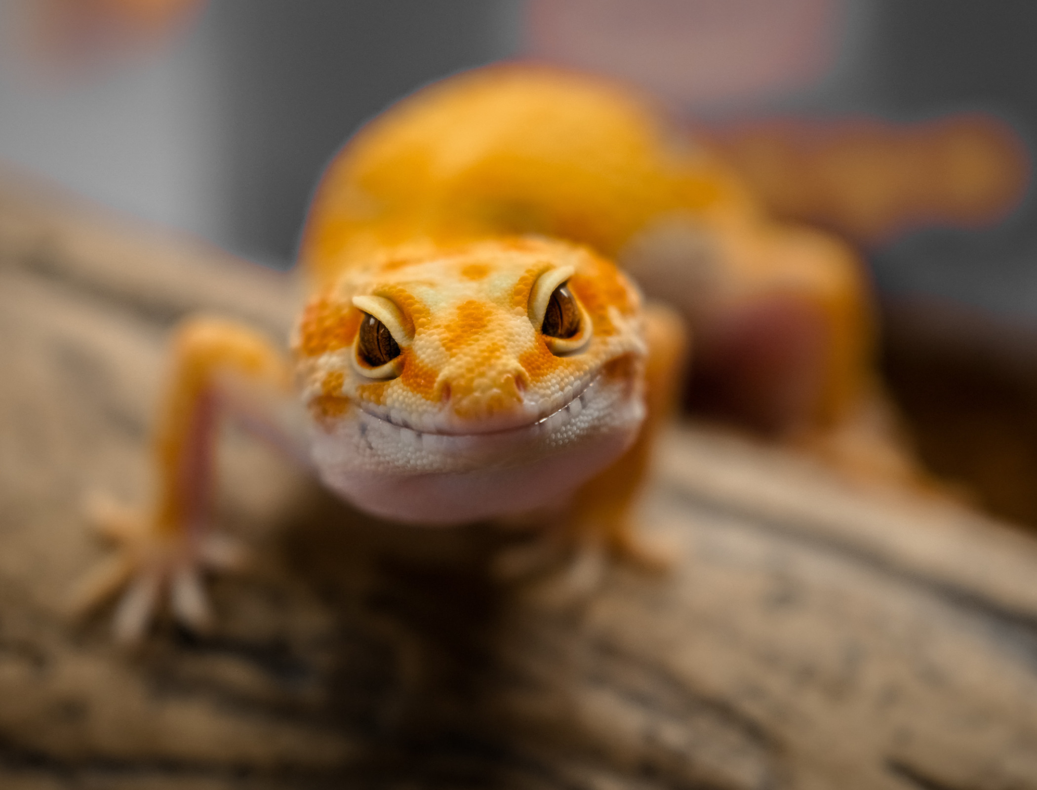 Tiny climbing robot inspired by geckos and inchworms