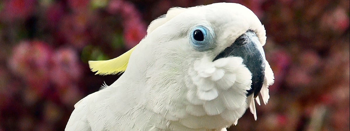 Cockatoos feast on billion-dollar broadband network cables