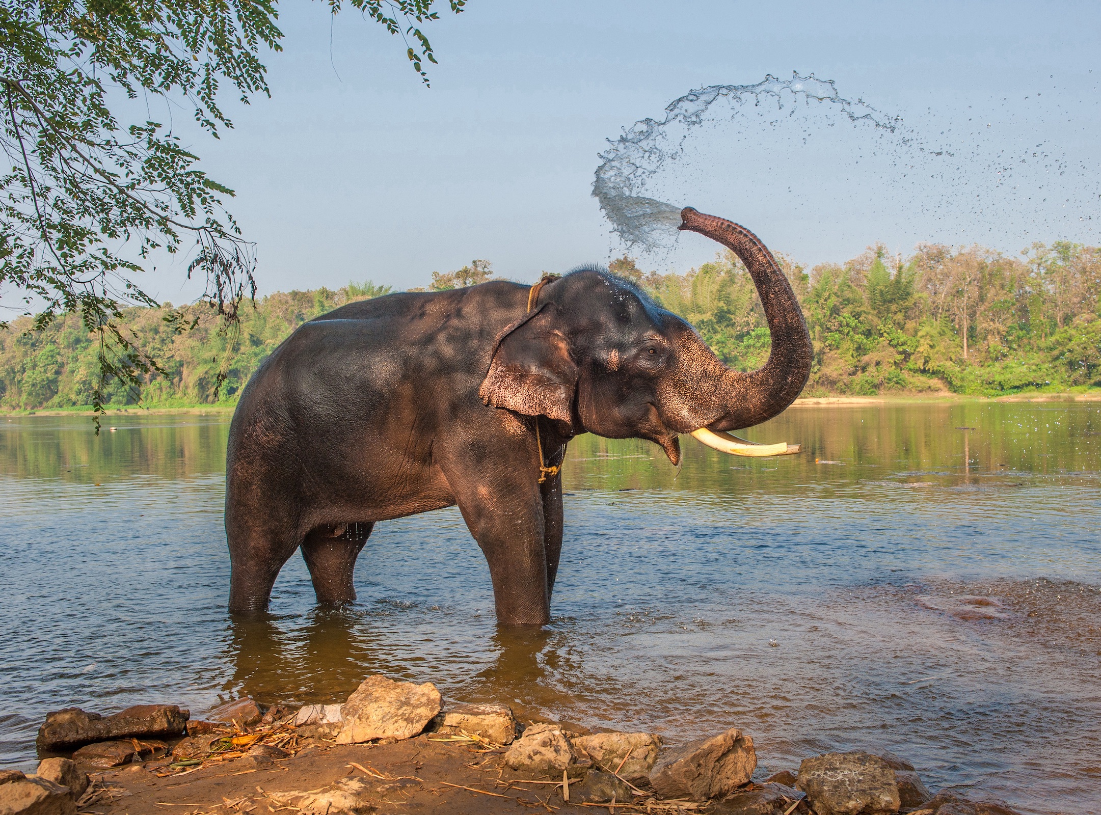 View from India: Elephants are essential for ecological balance