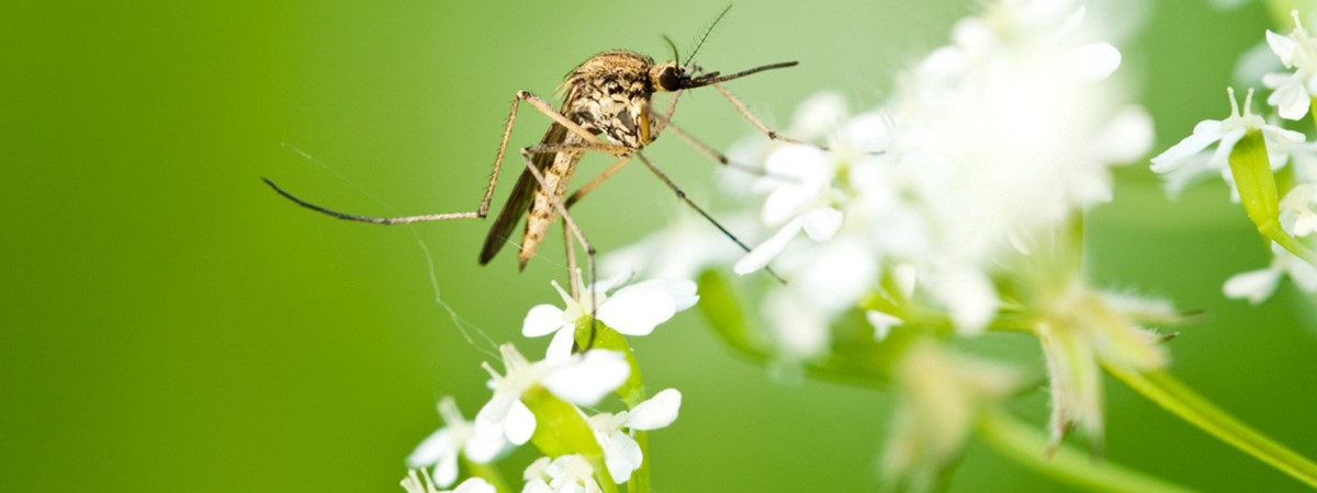 Novel material to be made into mosquito-bite-proof clothing