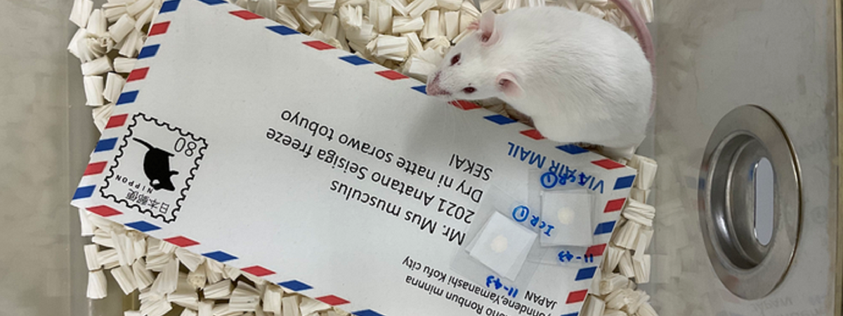 Freeze-dried mouse sperm sent via postcard