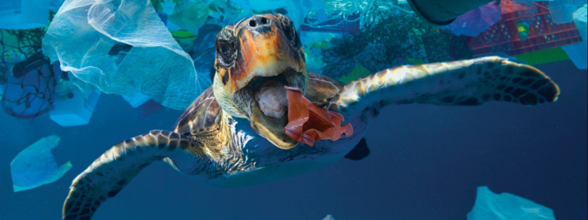 Plastic pollution creating ‘evolutionary trap’ for young sea turtles