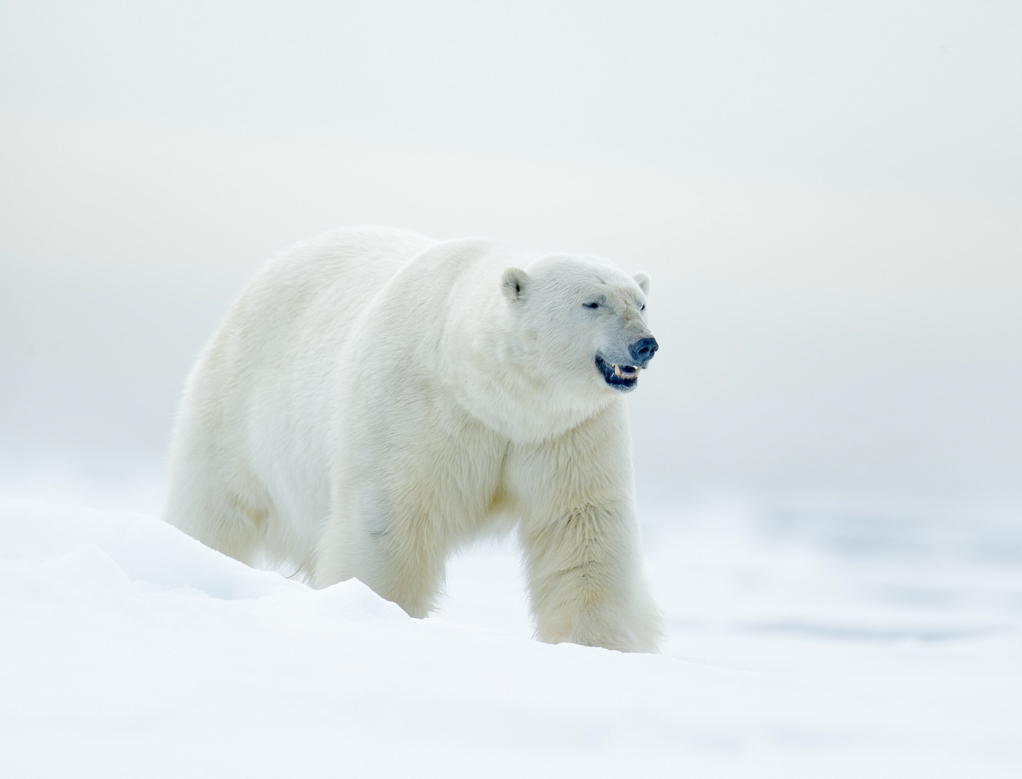 Synthetic polar bear fur allows for lightweight jacket in extreme cold
