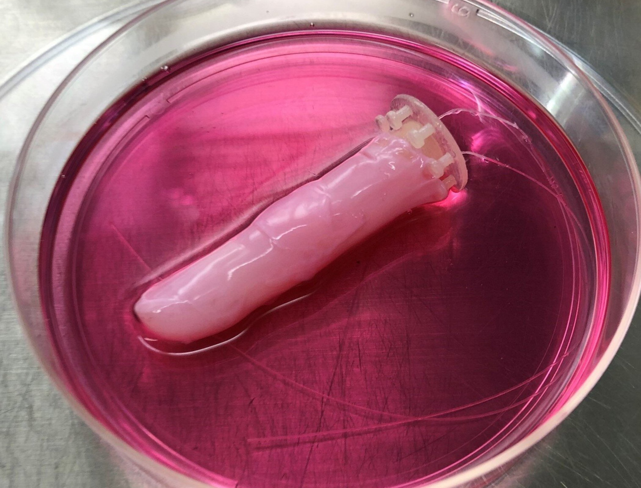 Scientists give robots living human skin