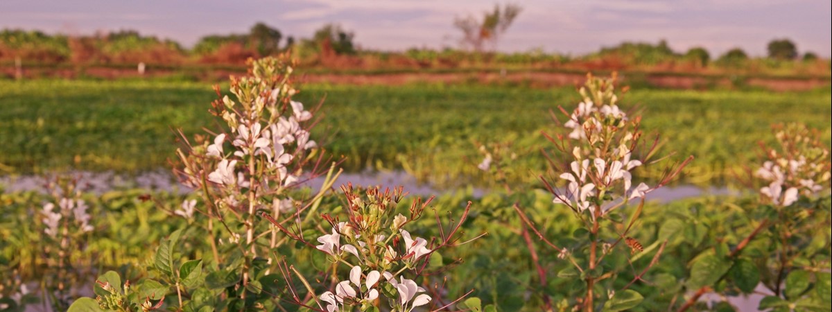 Stinkweed could make for greener renewable jet fuel