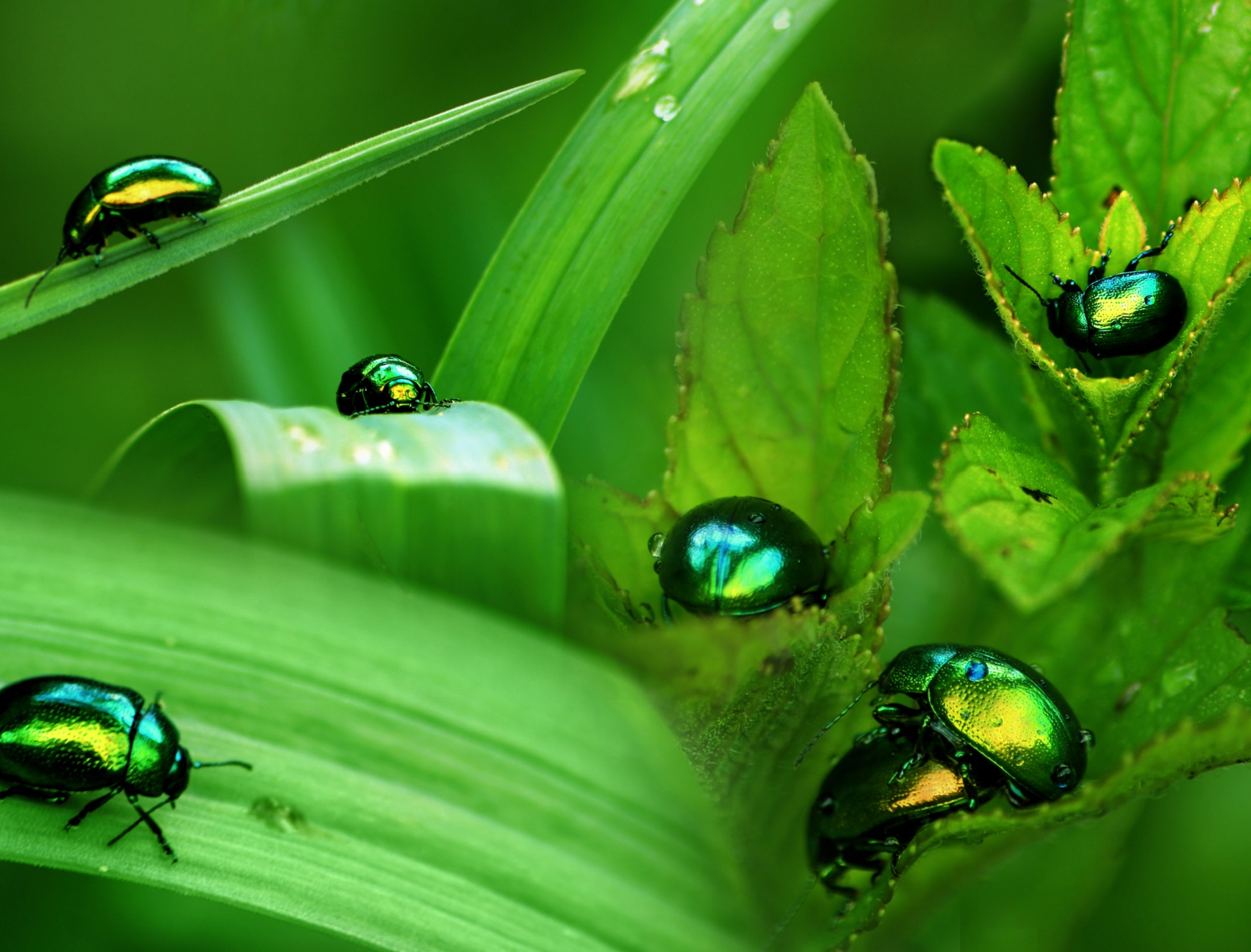 View from India: Fragile ecosystems encapsulated on film