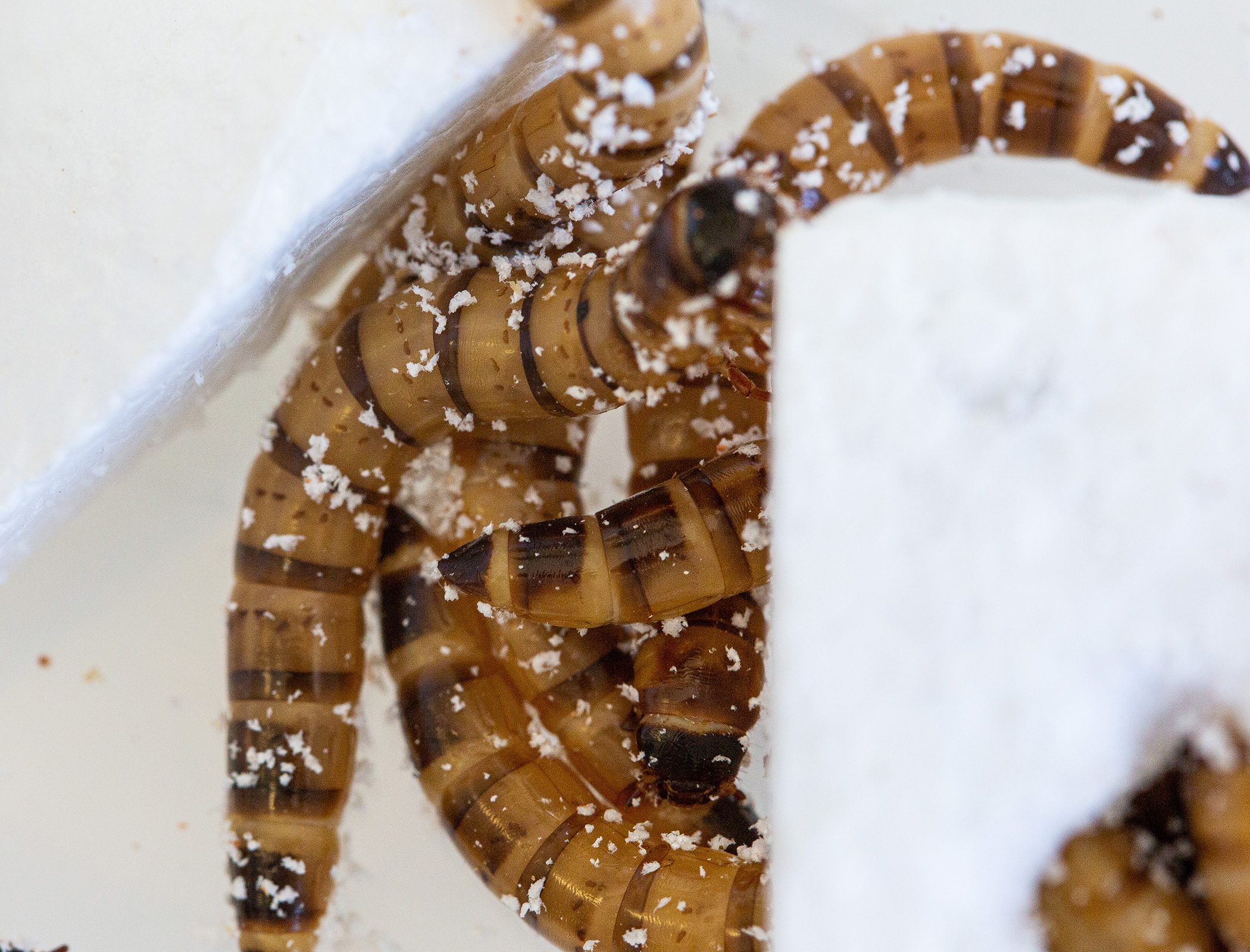 Plastic-eating worms offer solution to waste crisis
