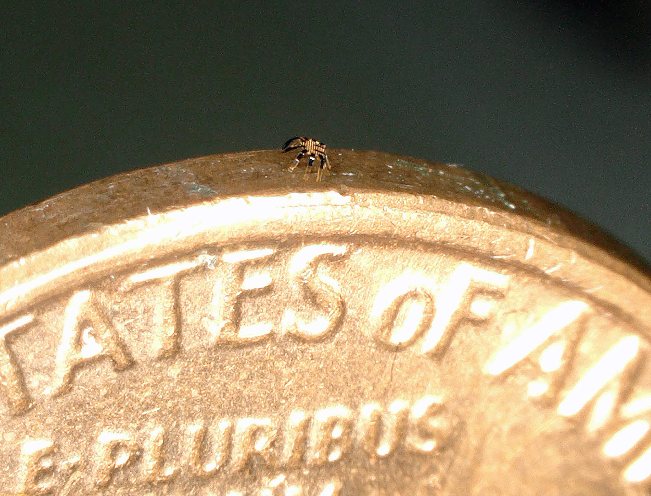 The bigger picture: Smallest robotic crab