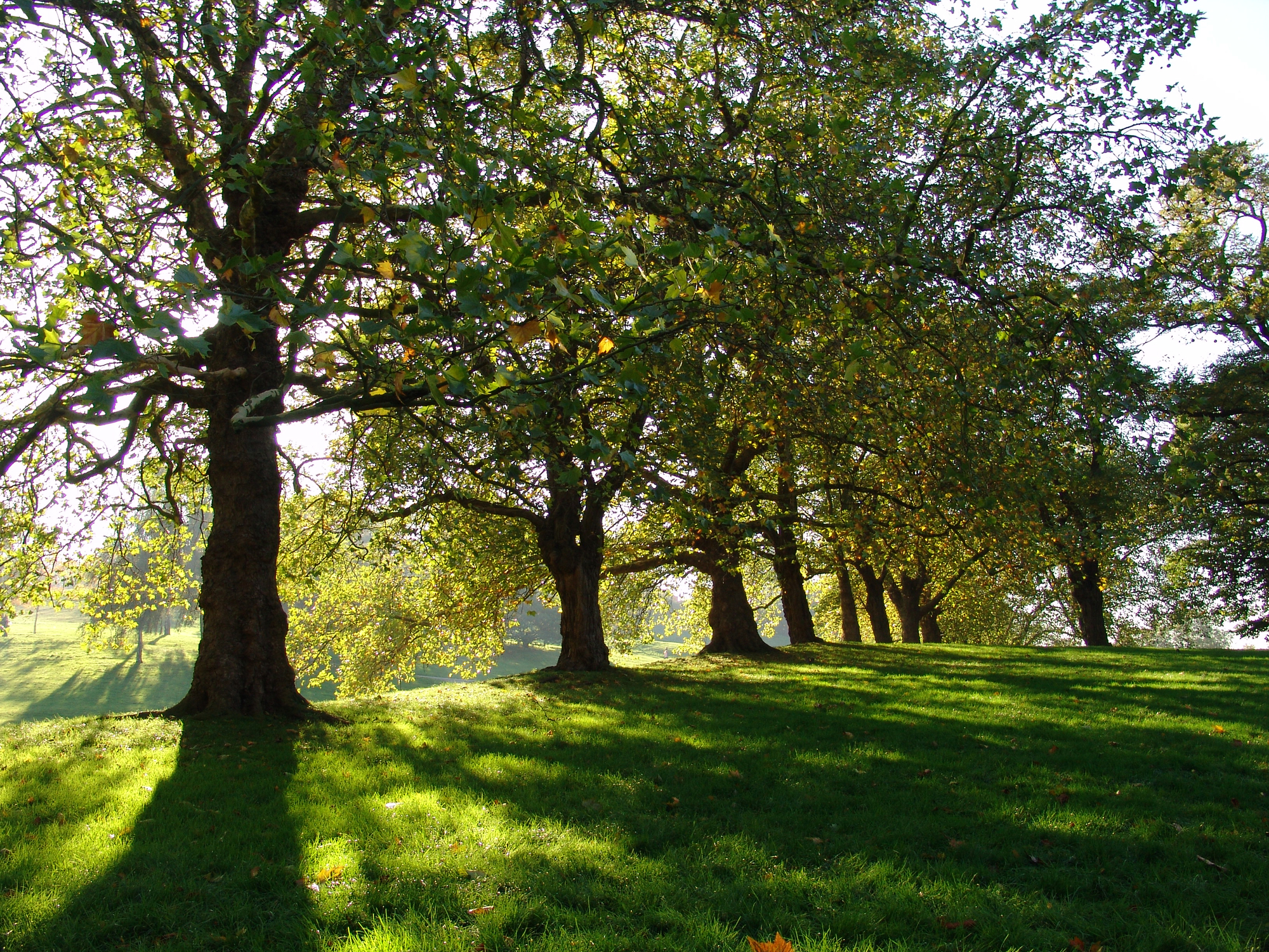 Mass tree-planting programme launched as part of efforts to tackle climate change