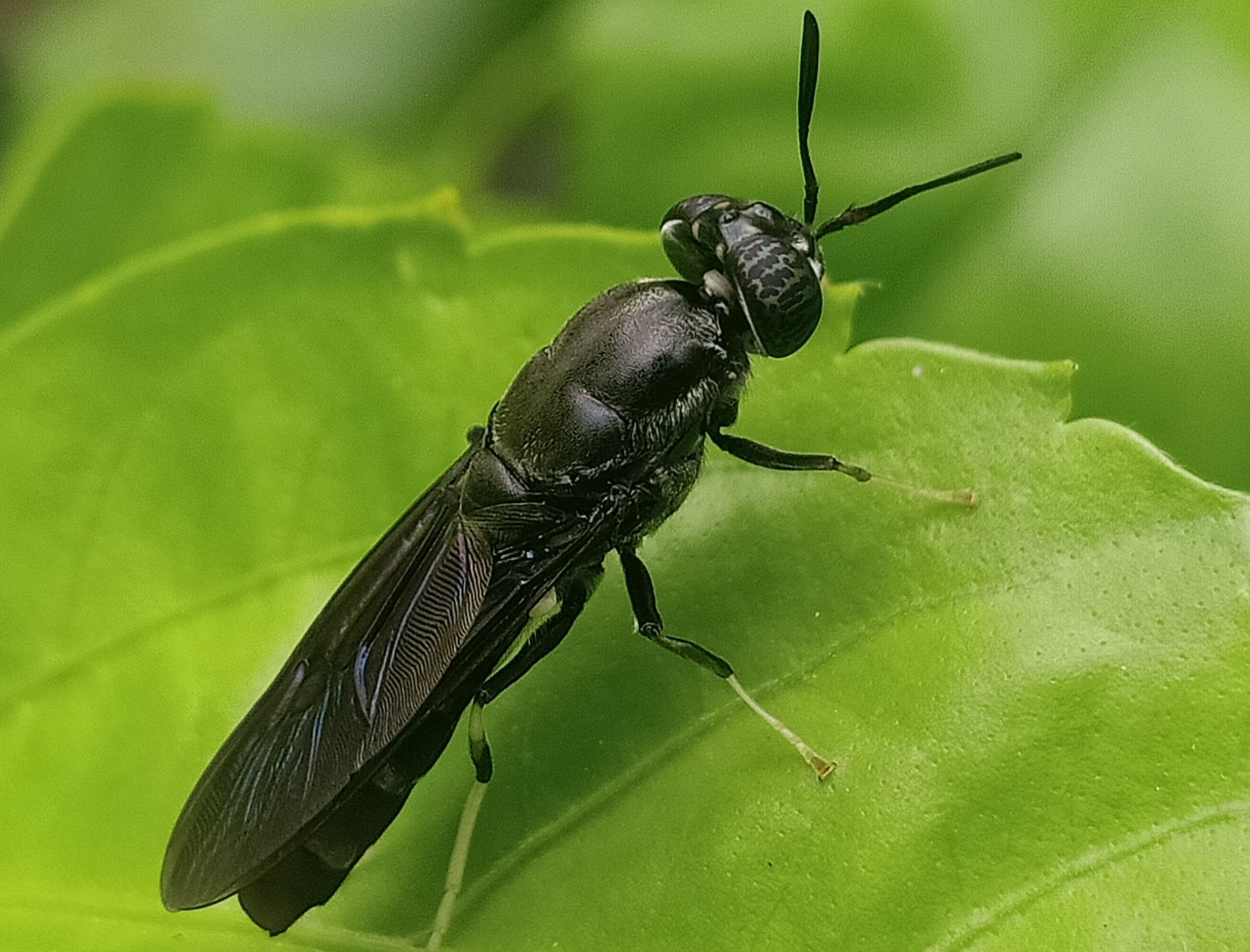 Insects converted into biodegradable plastic with new process