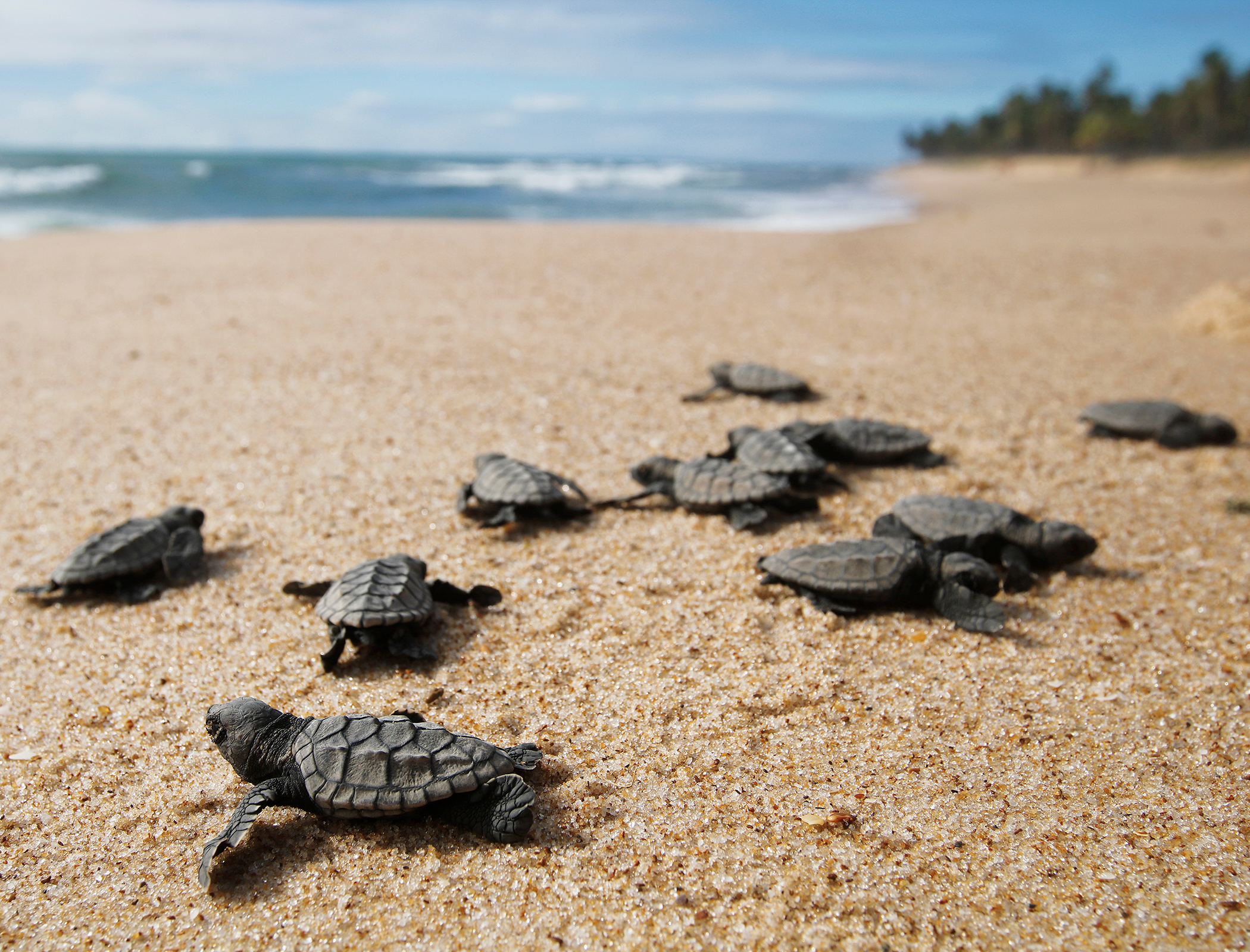 Robotic sea turtle could help lead hatchlings to safety