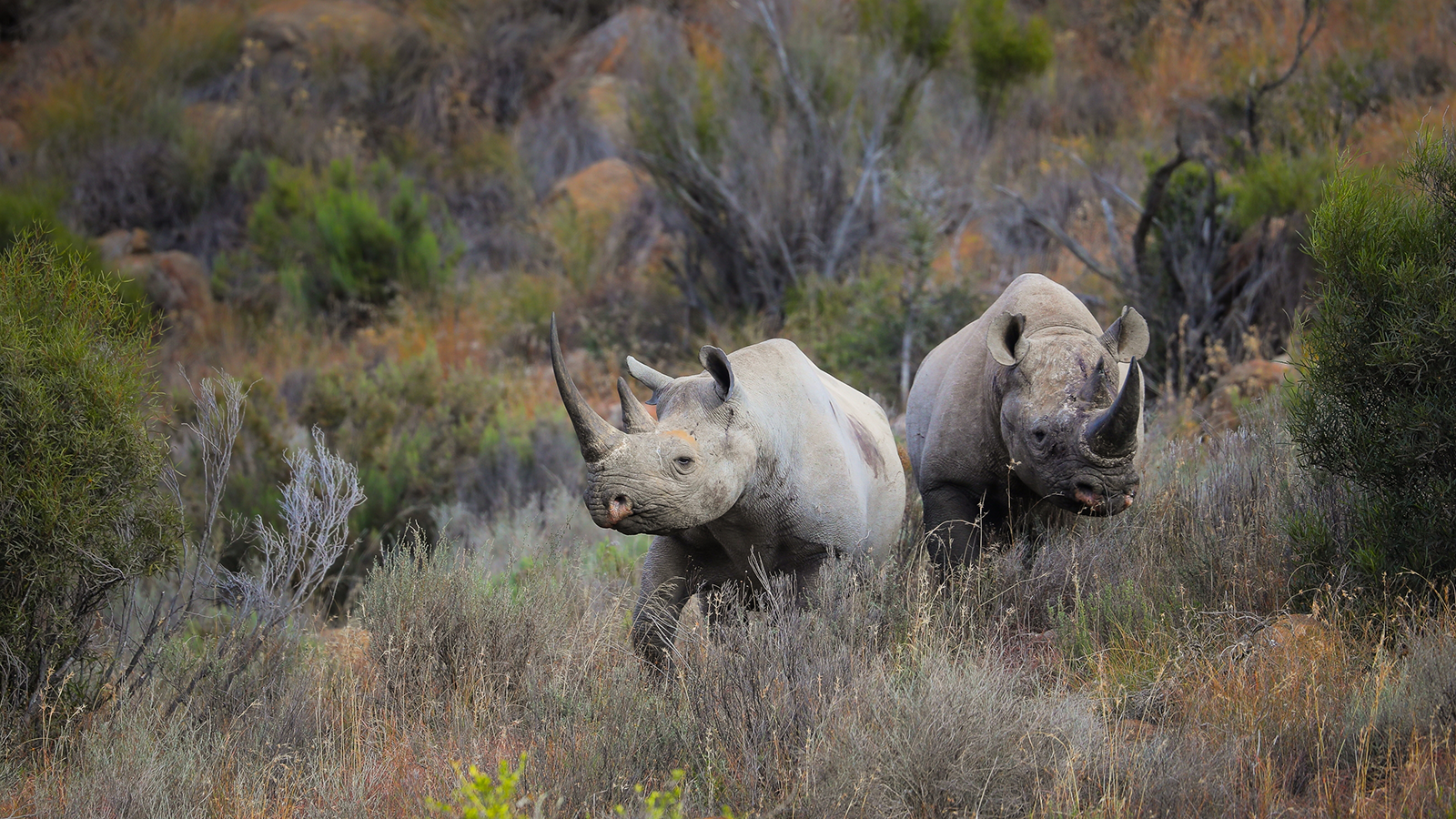 Rhino horns injected with trackable radioactive material to deter smugglers