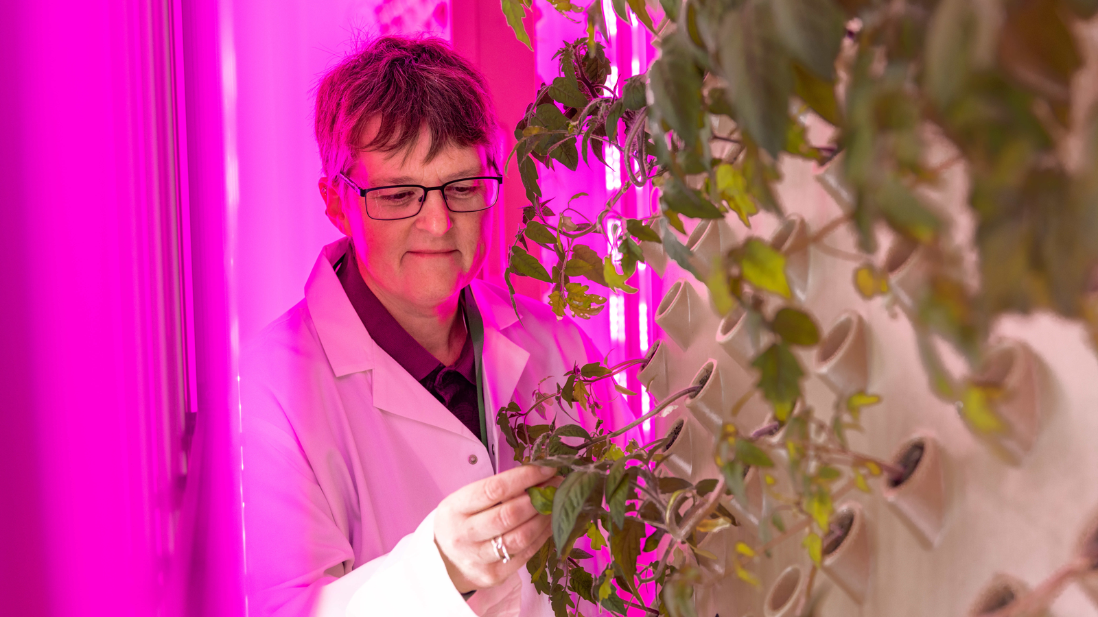 New plant lab will help scientists optimise crops for ‘tomorrow’s atmosphere today’