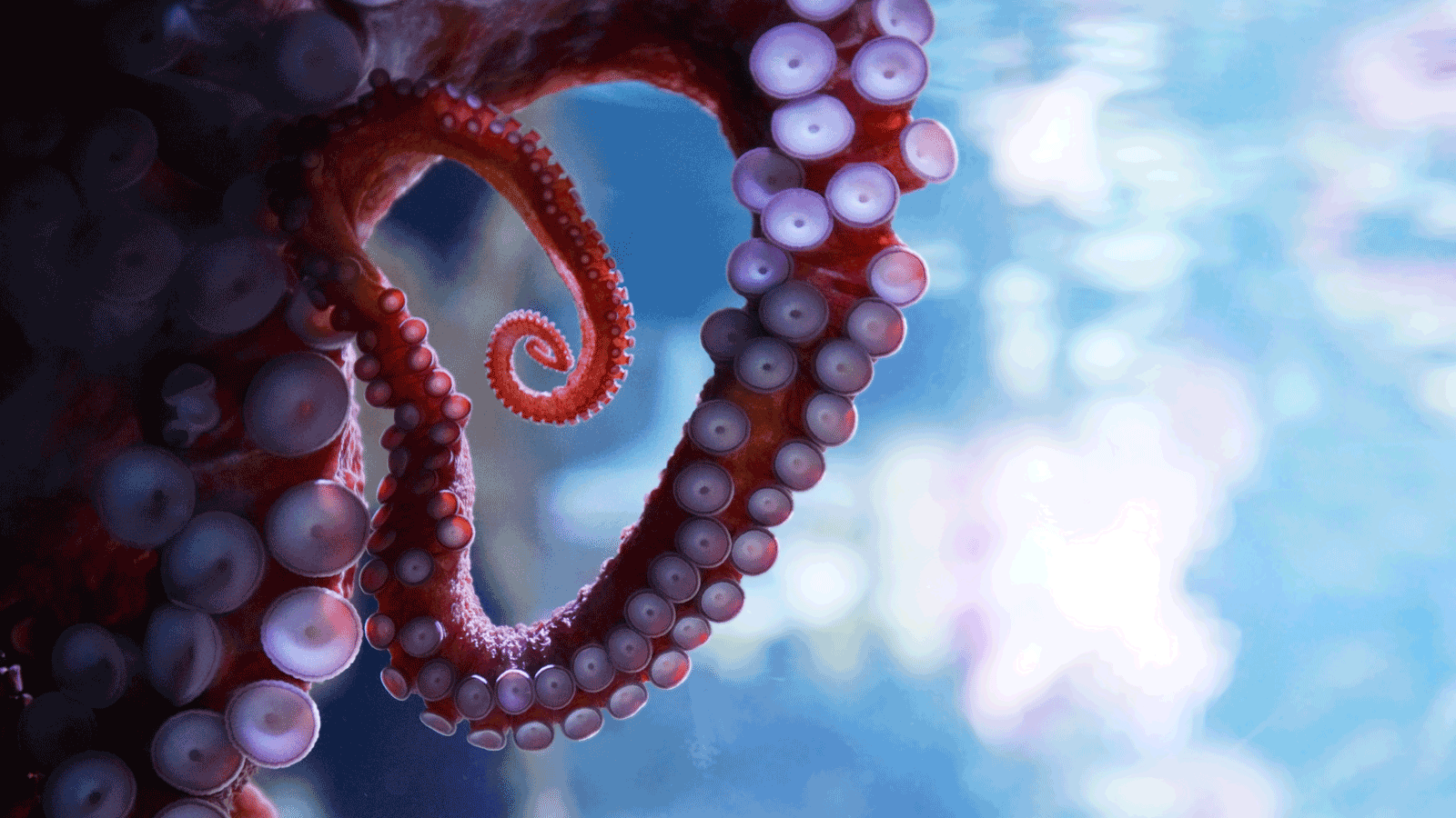 Octopus suckers inspire robotic mechanism with potential for industrial applications